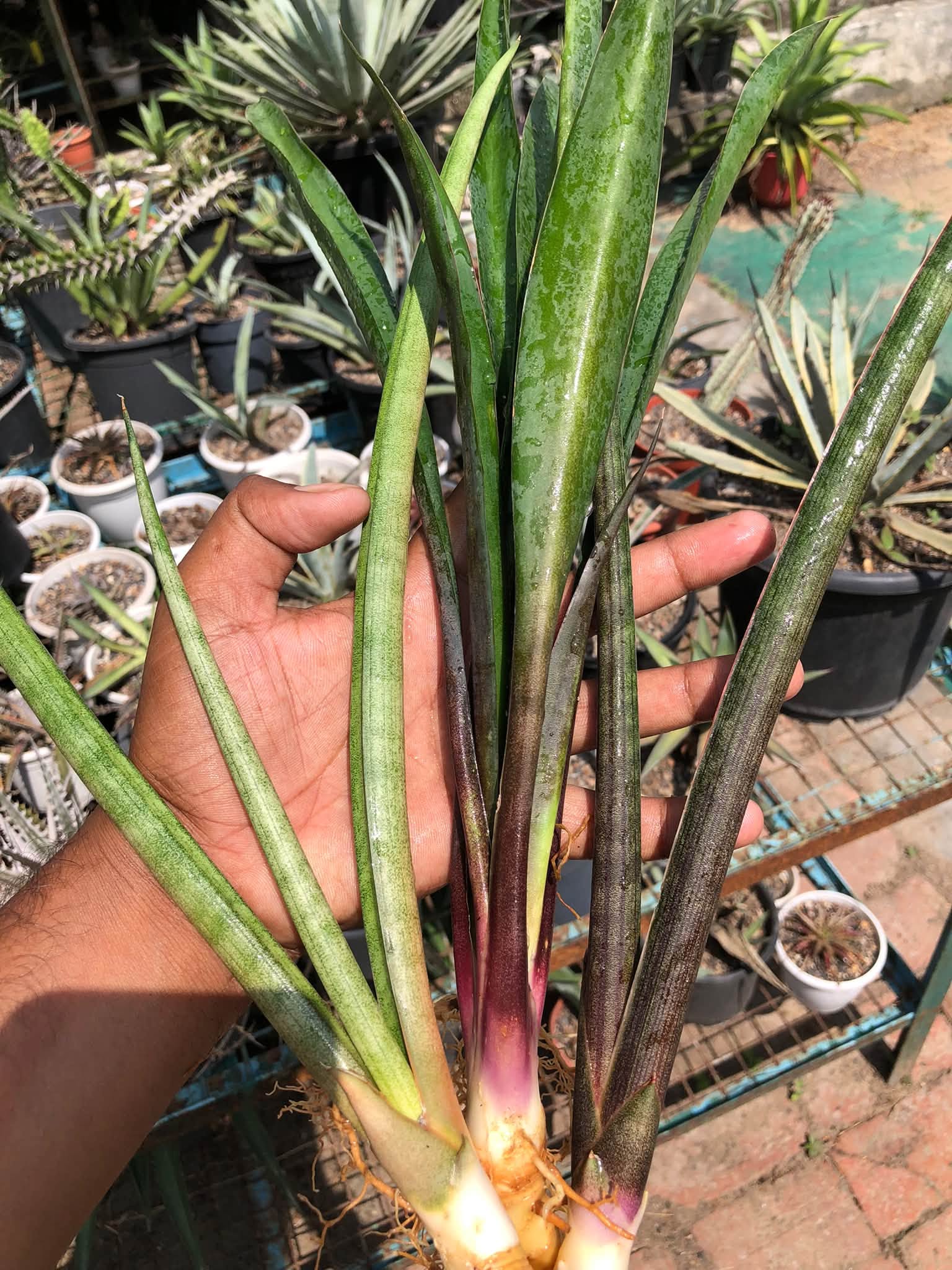 COMBO NO 34 : COMBO OF 3 COLOURFUL SANSEVIERIA