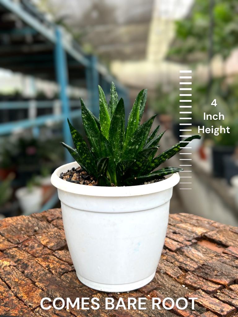 Sansevieria Hahnii Gaster