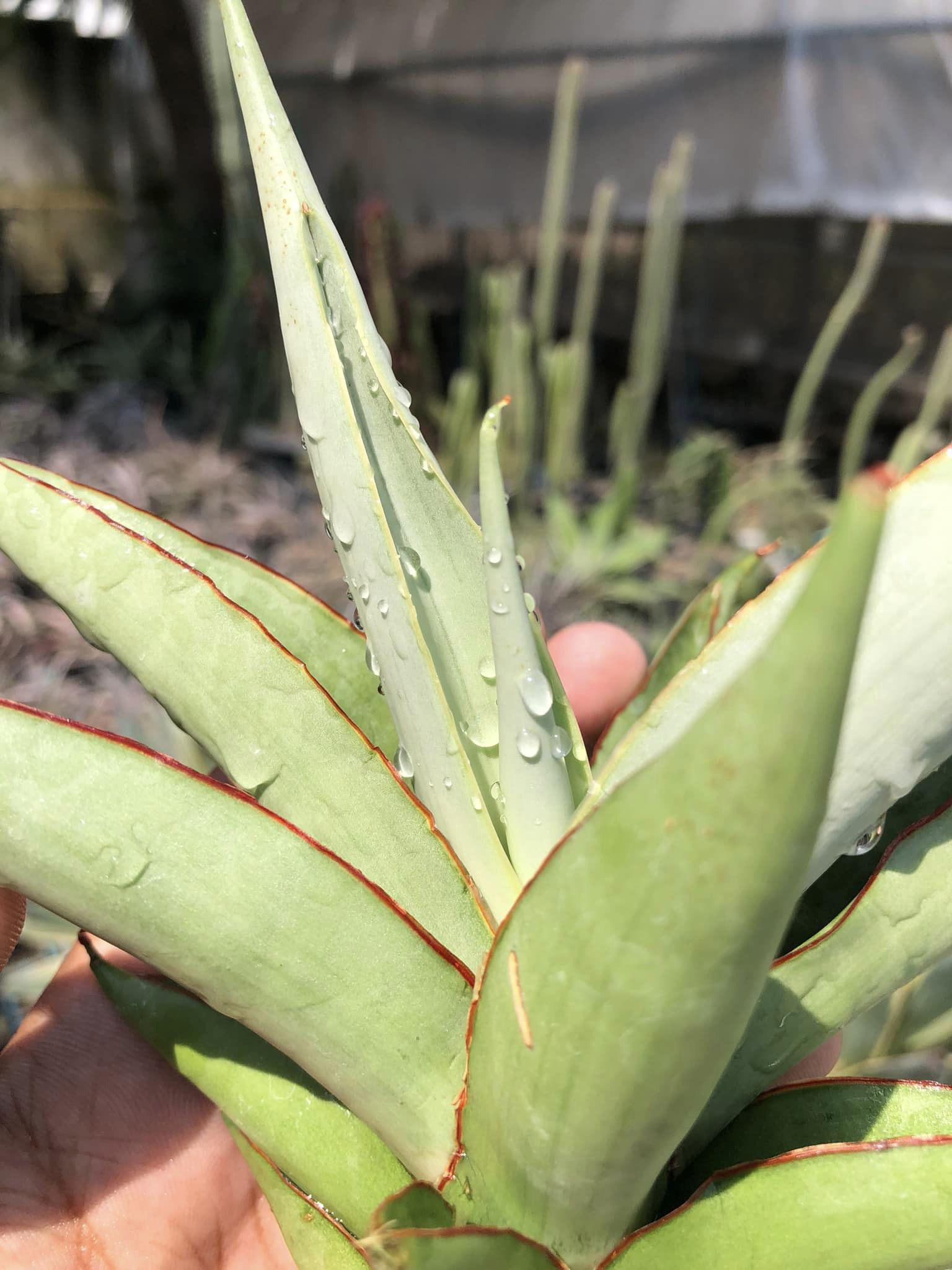 Sansevieria CHAO PHARYA