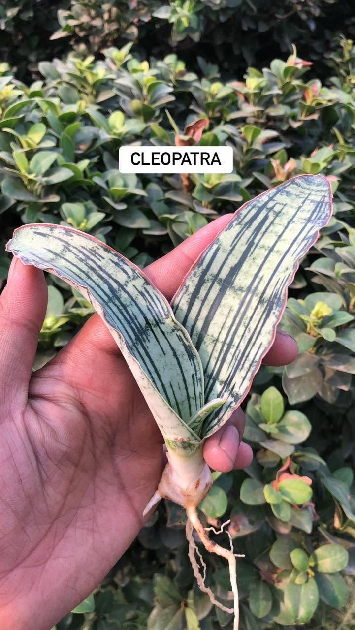 Combo of 10 sansevieria