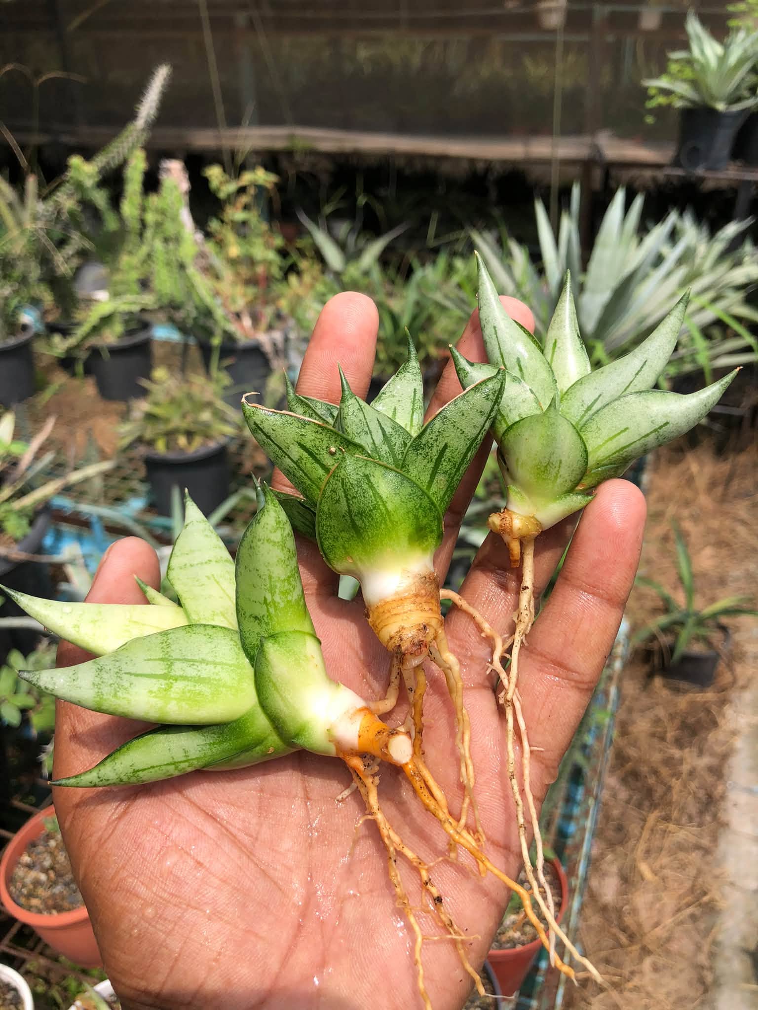 COMBO NO 28 : 3 MINI SANSEVIERIA
