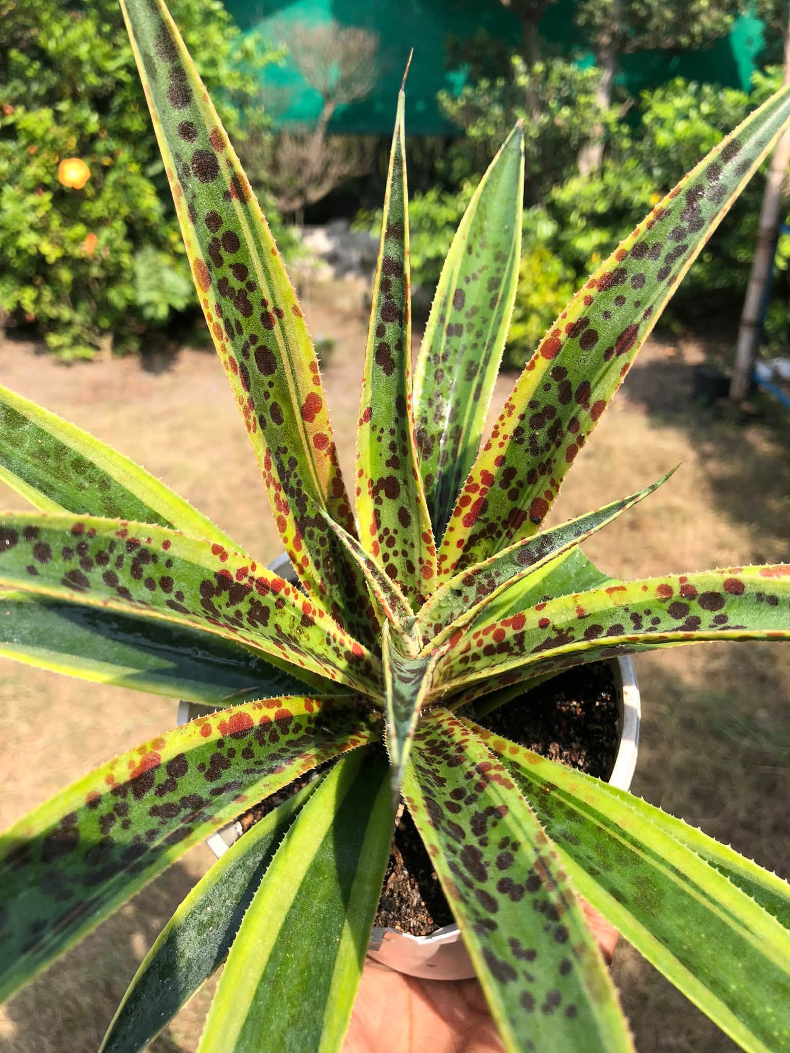 MANGAVE PINEAPPLE PUNCH HEALTHY LARGE PLANT