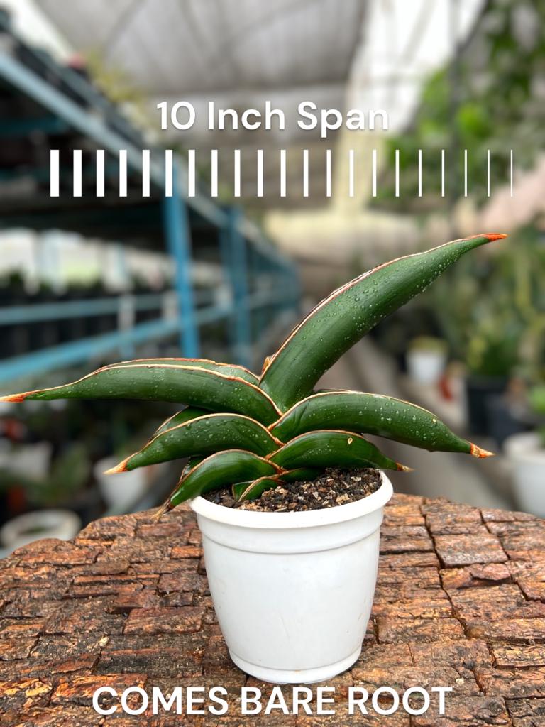 Sansevieria sp Somalia