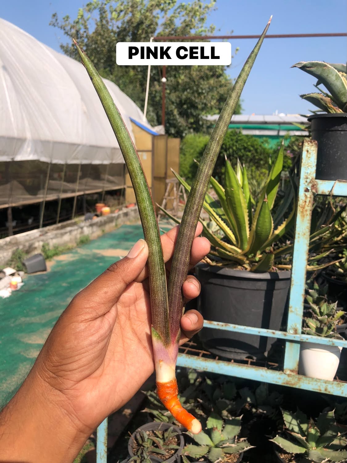 COMBO NO. 37 : Combo of 10 sansevieria