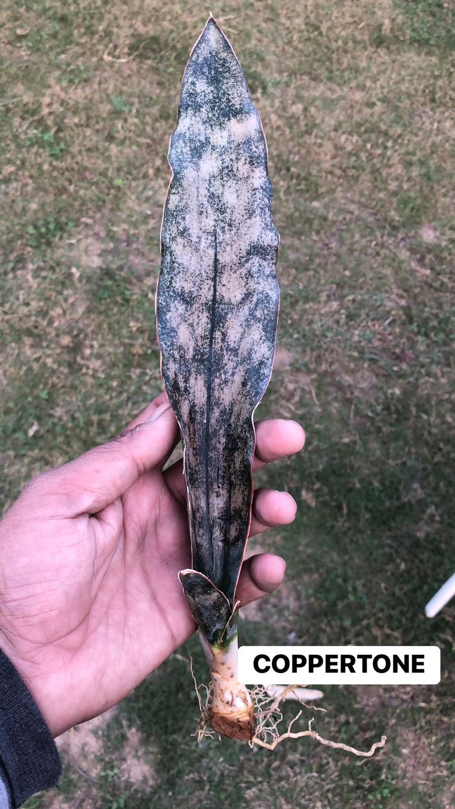 Combo of 10 different Sansevieria
