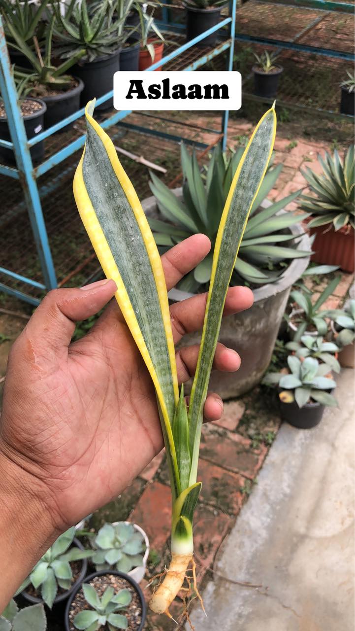 #112 COMBO OF FIVE RARE SANSEVIERIA TRIFASCIATA of NEW GENERATION