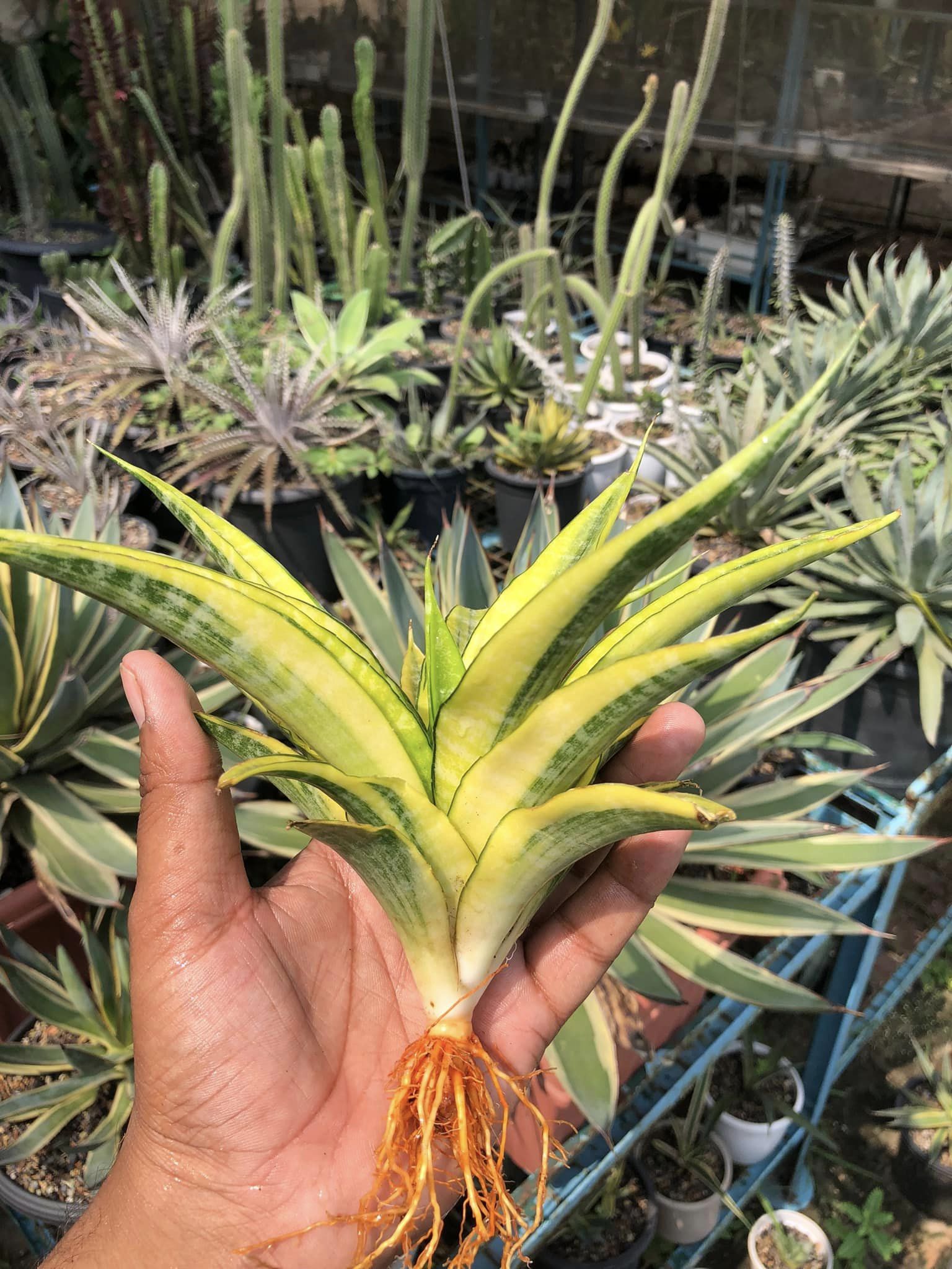 SANSEVIERIA CORDOVA VARIEGATED