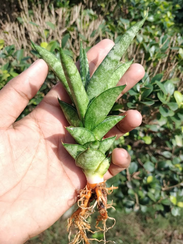 Sansevieria Combo of 7 Plants
