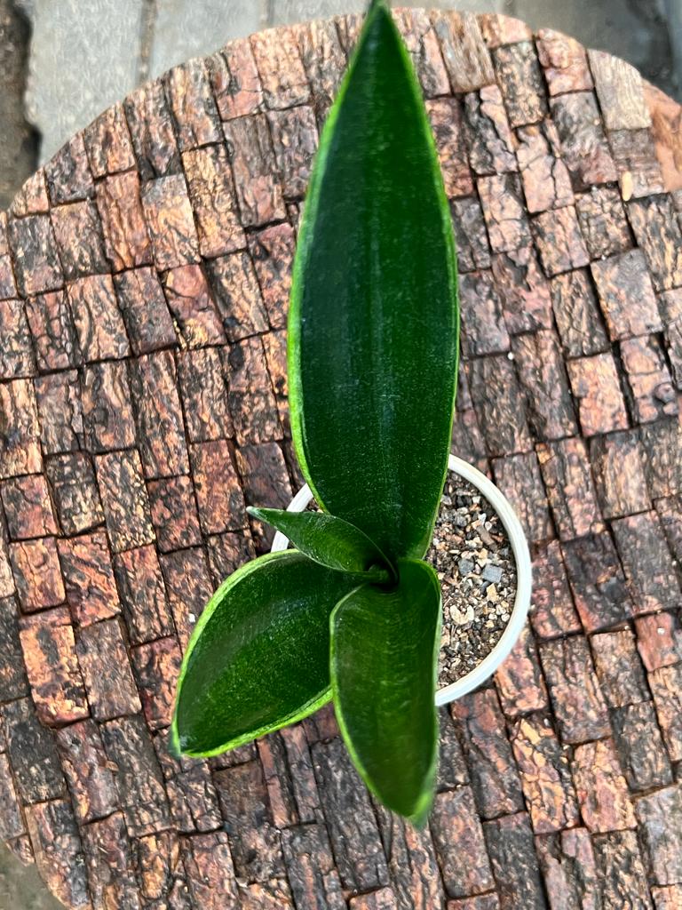 Sansevieria Trifaciata 'Green Arrow'