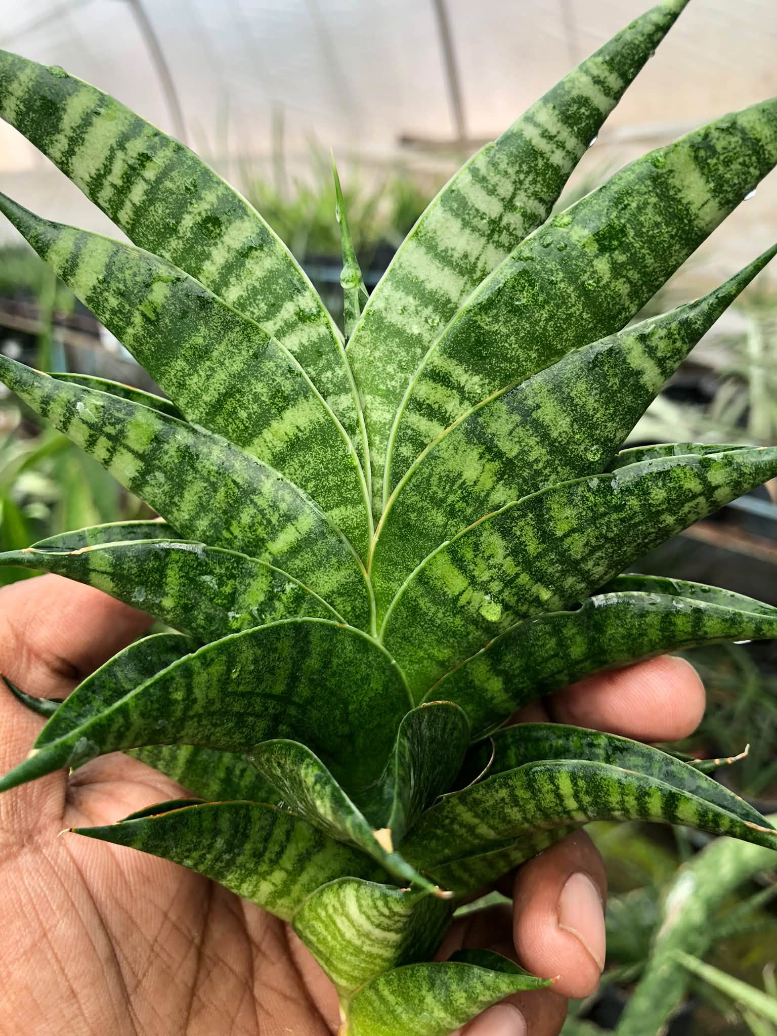 SANSEVIERIA SINDORO