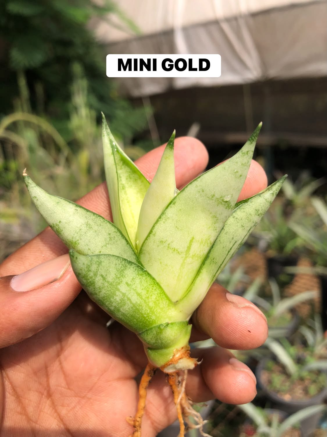 Combo No 22 : Five Mini Sansevieria