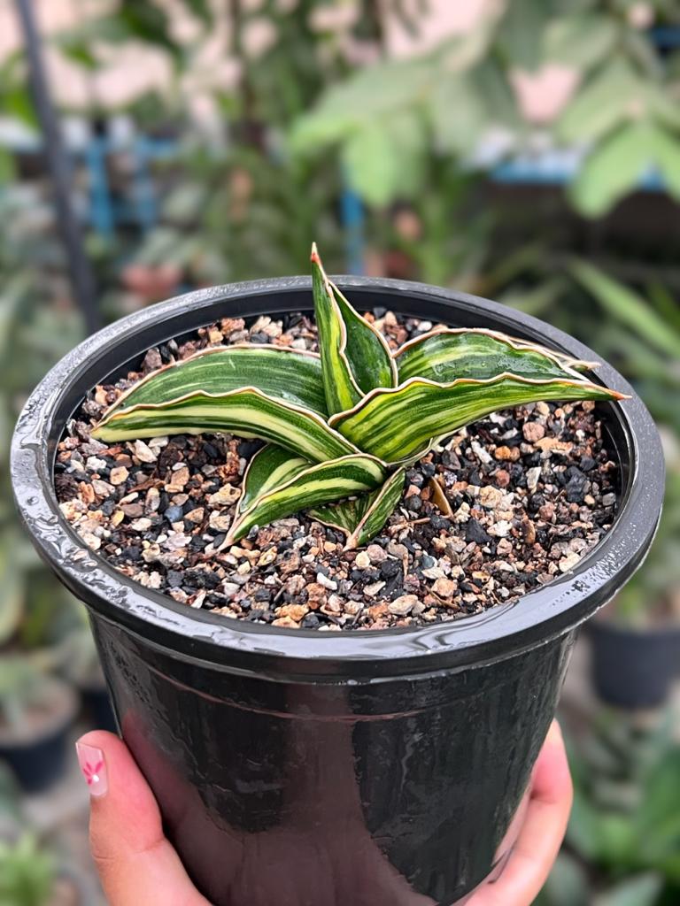 Sansevieria Samurai Variegated (A)