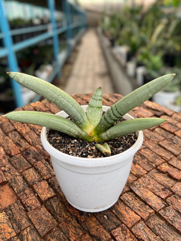 Sansevieria Boncel Plantinum