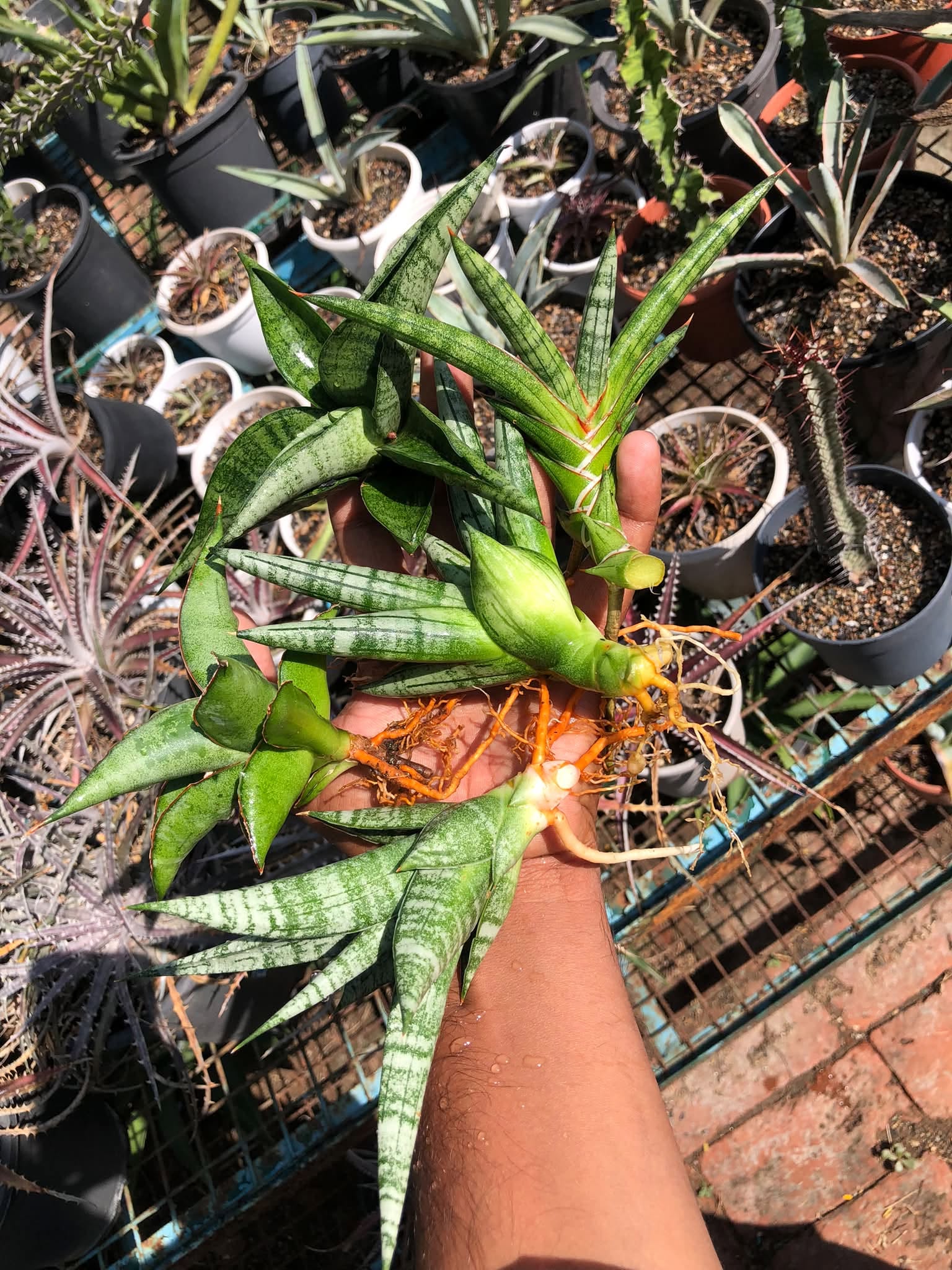 COMBO NO. 36 : COMBO OF 5 SANSEVIERIA