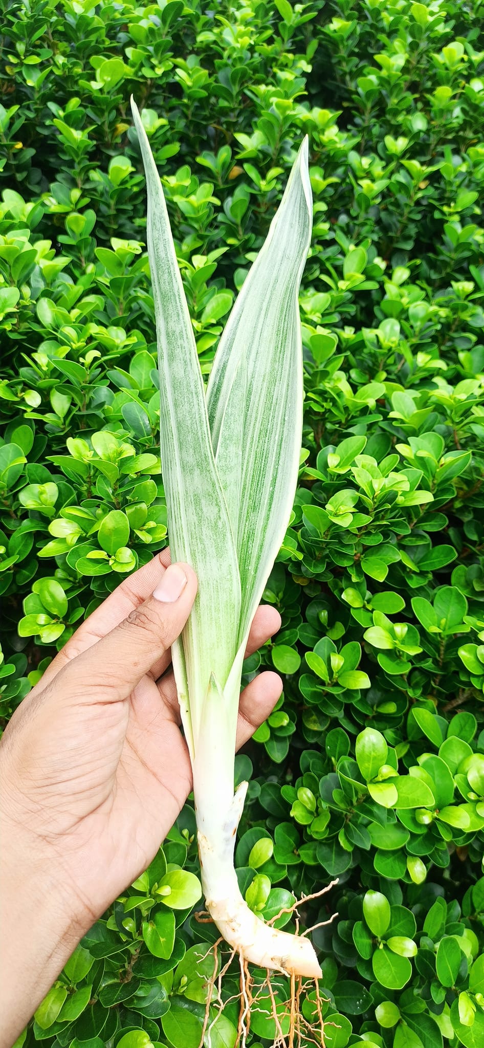 Sansevieria Combo Offer Of 2 (Q)