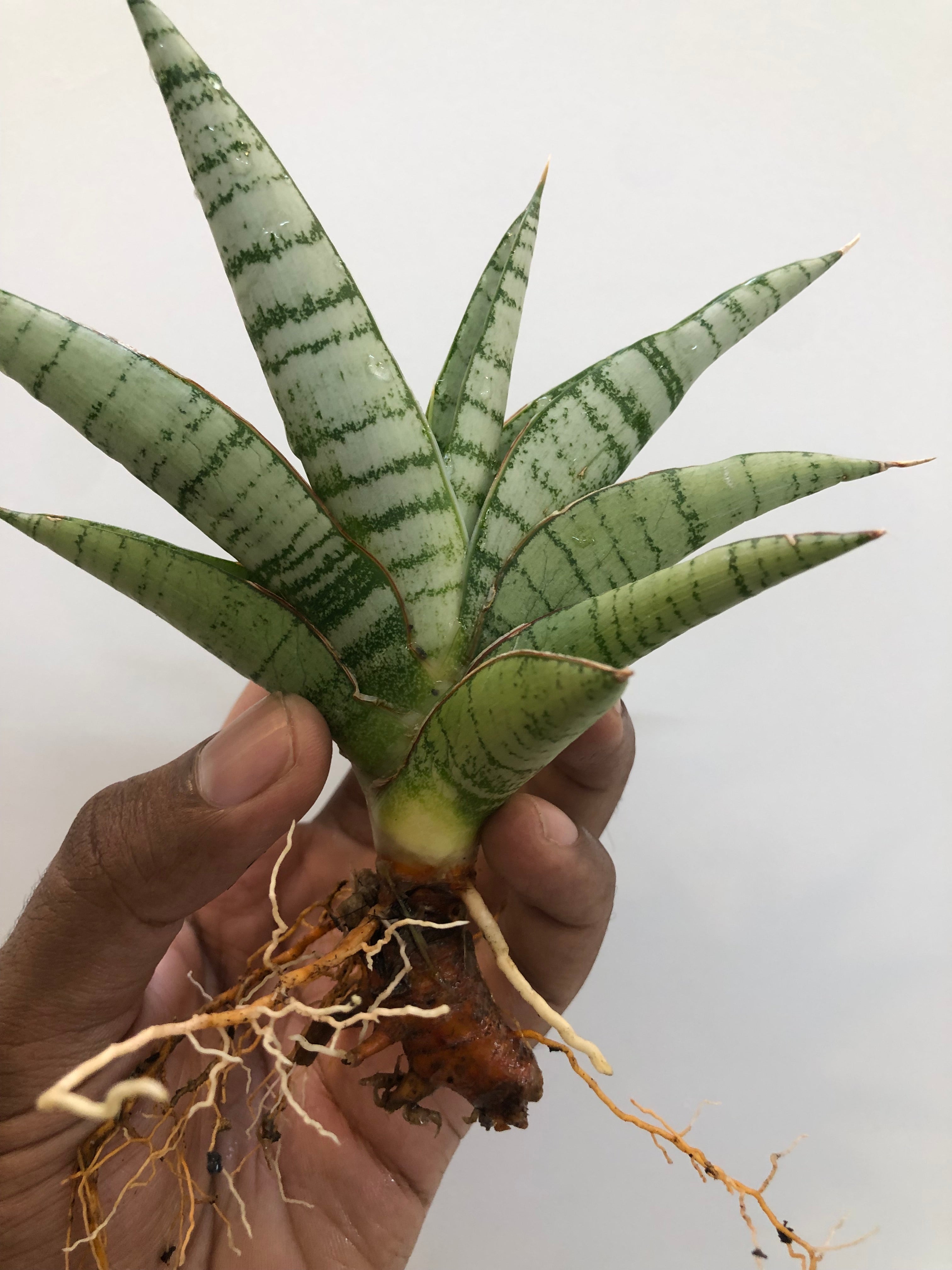 Sansevieria HANOMAN