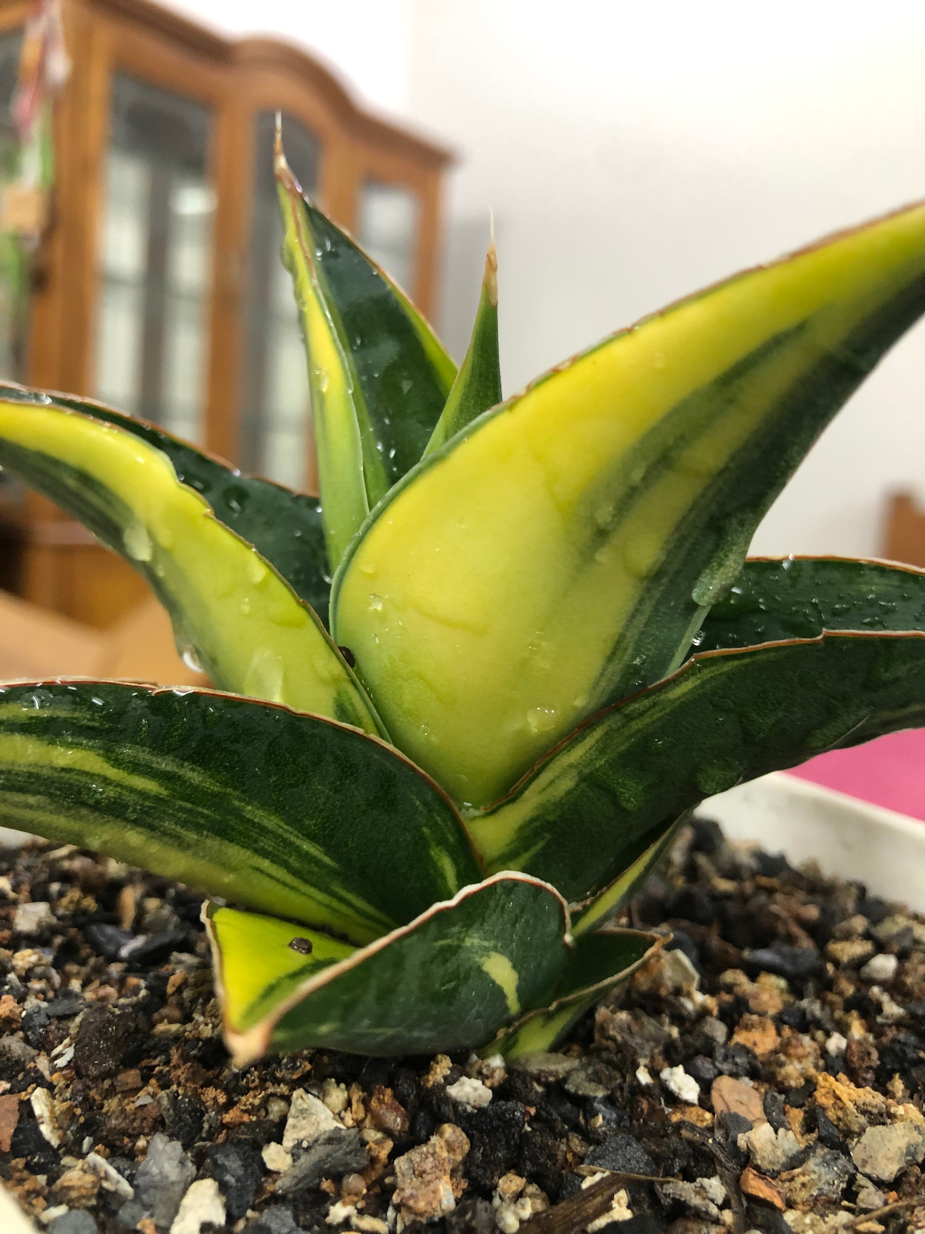 Sansevieria KUKU BIMA VARIEGATED