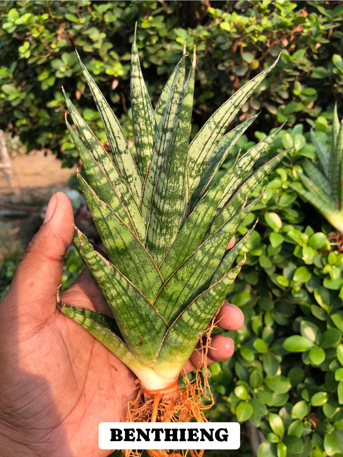 #119 COMBO OF 3 SANSEVIERIA