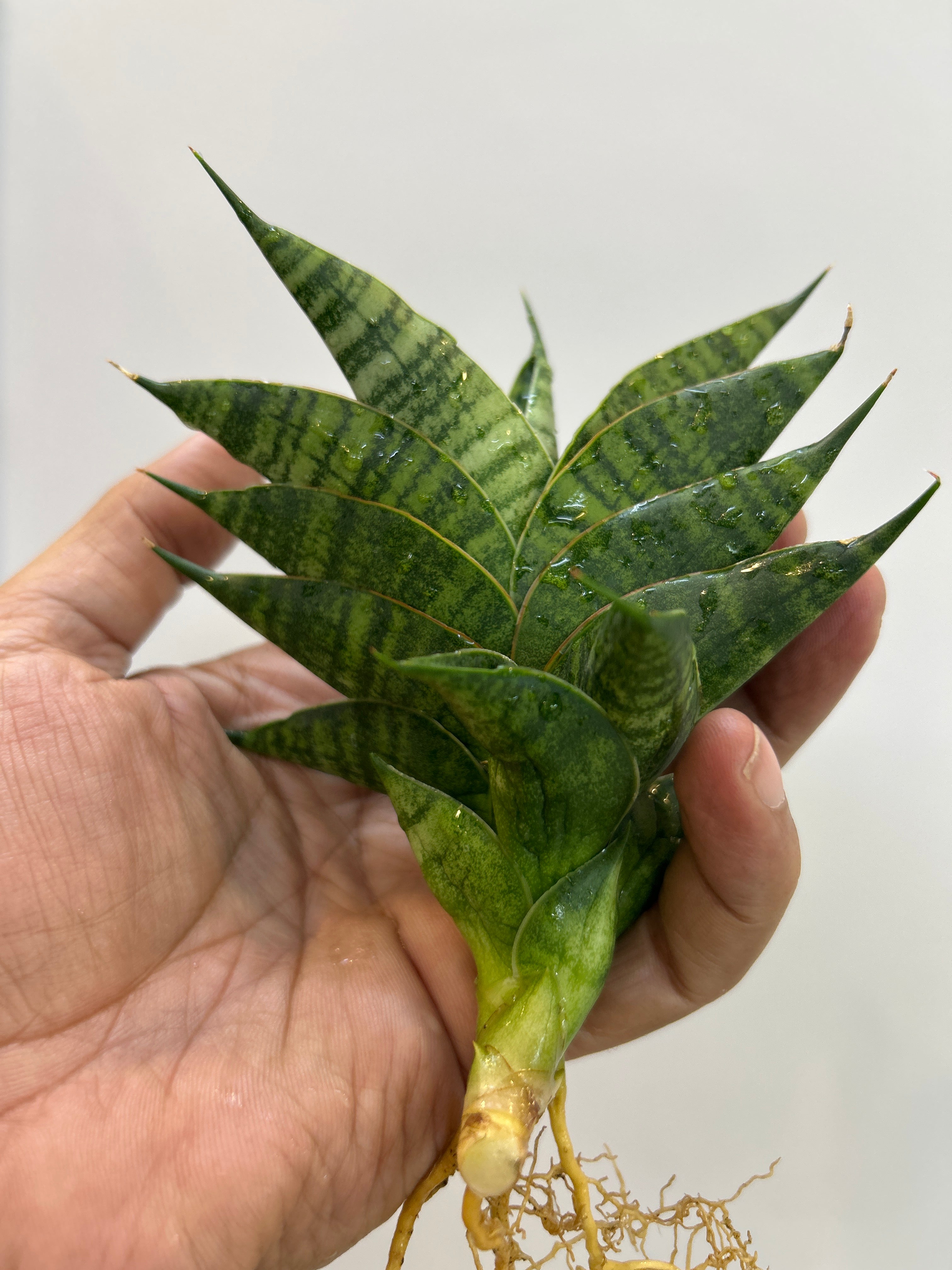 Sansevieria SINDORO