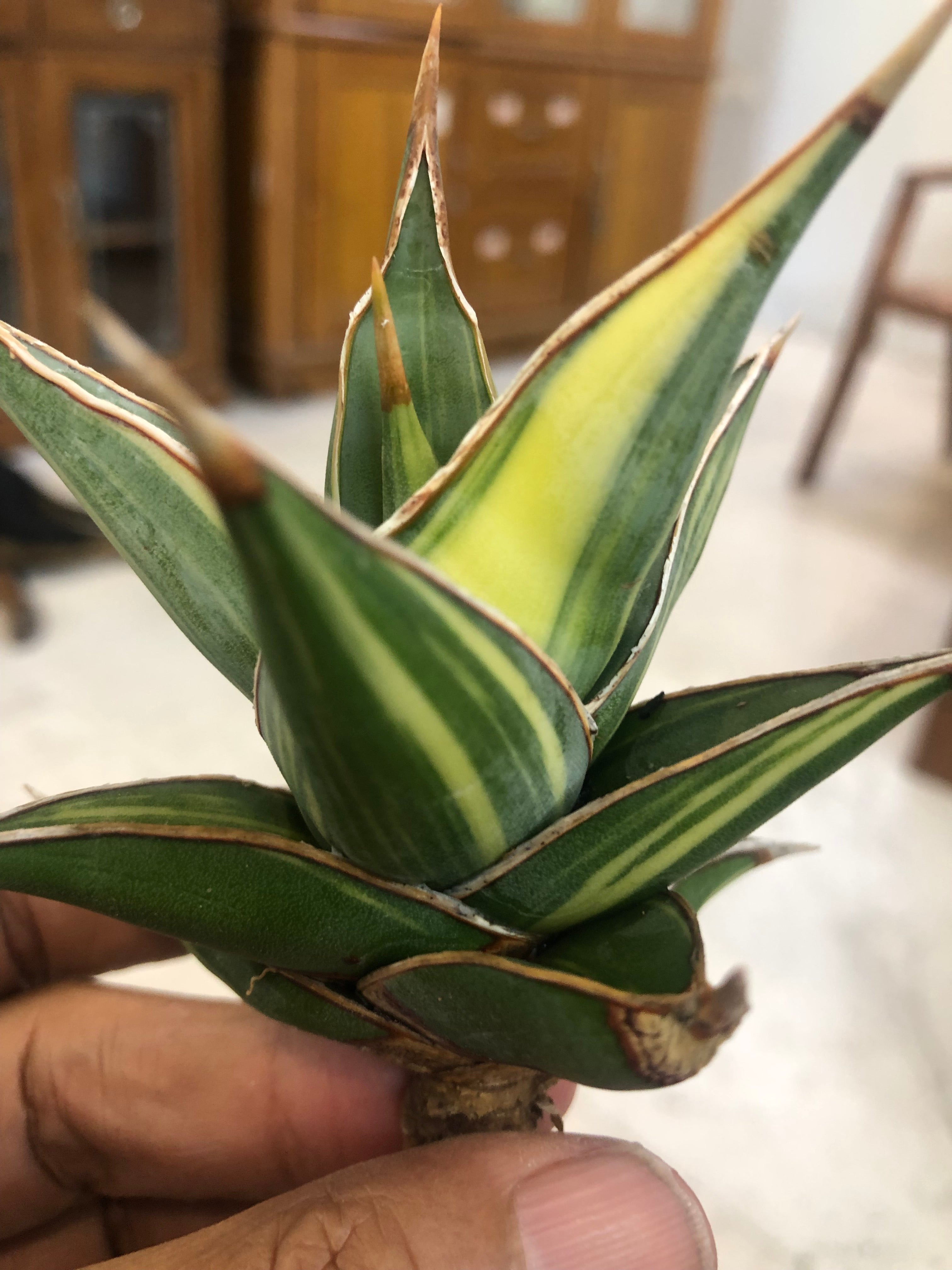 Sansevieria PINGUICULA VARIEGATED
