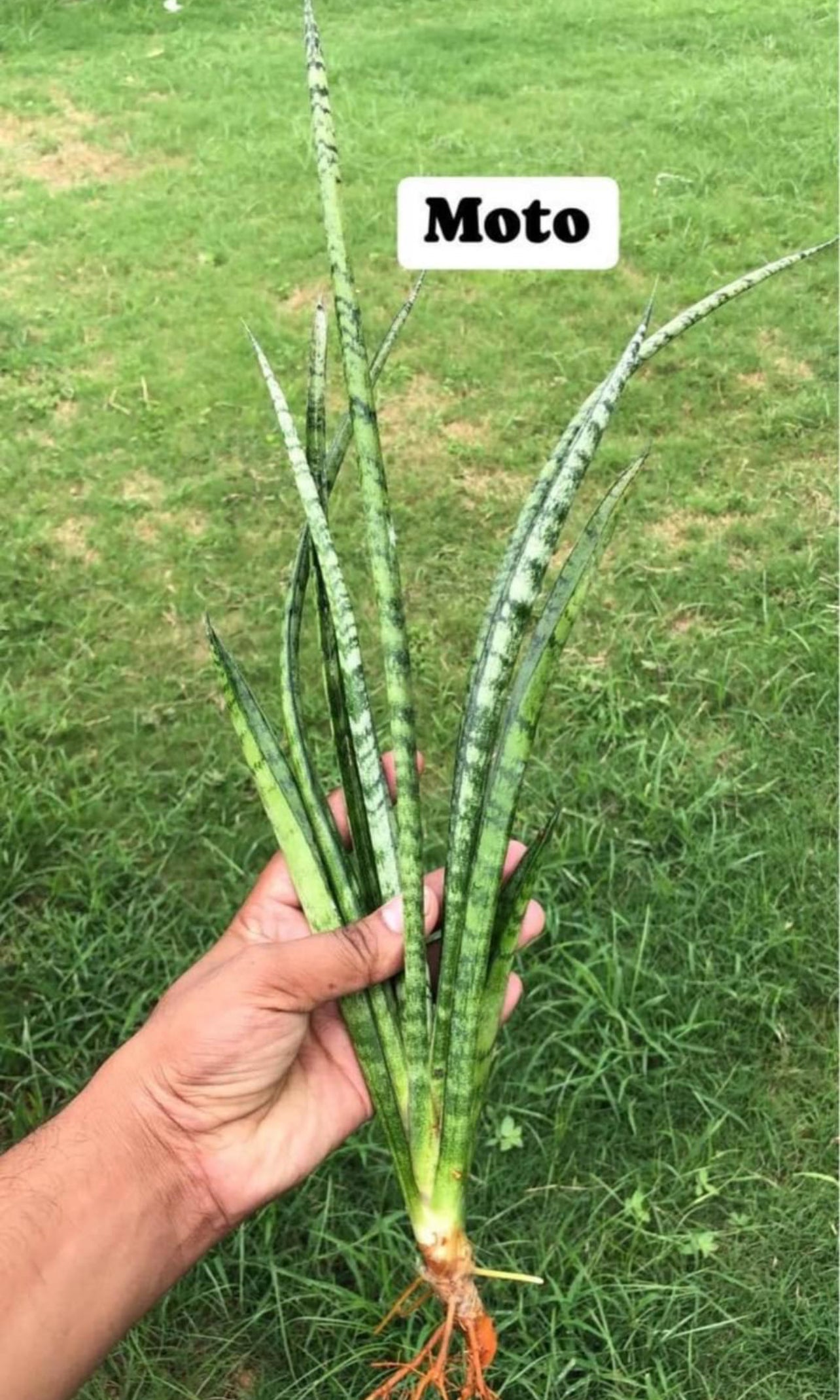 Sansevieria Large Plants Combo #113