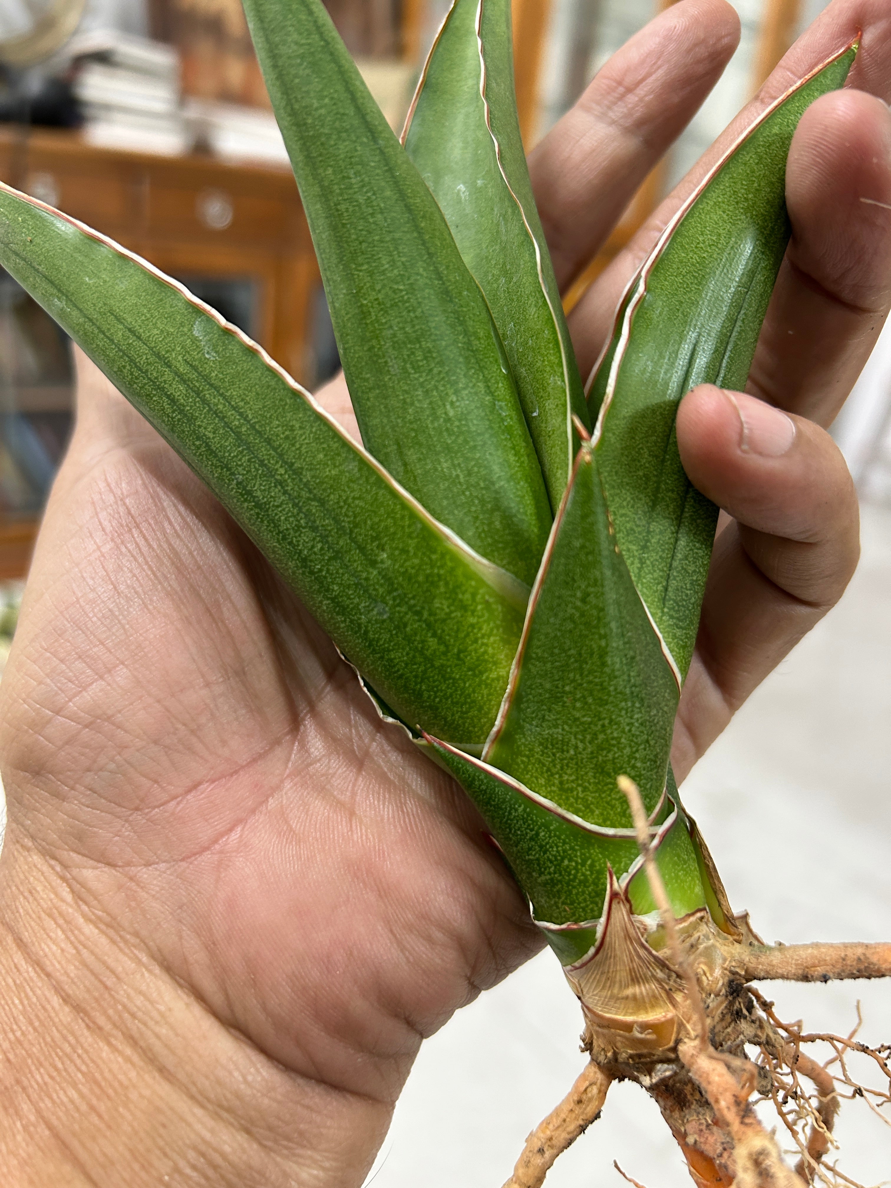 Sansevieria Hybrid AYA