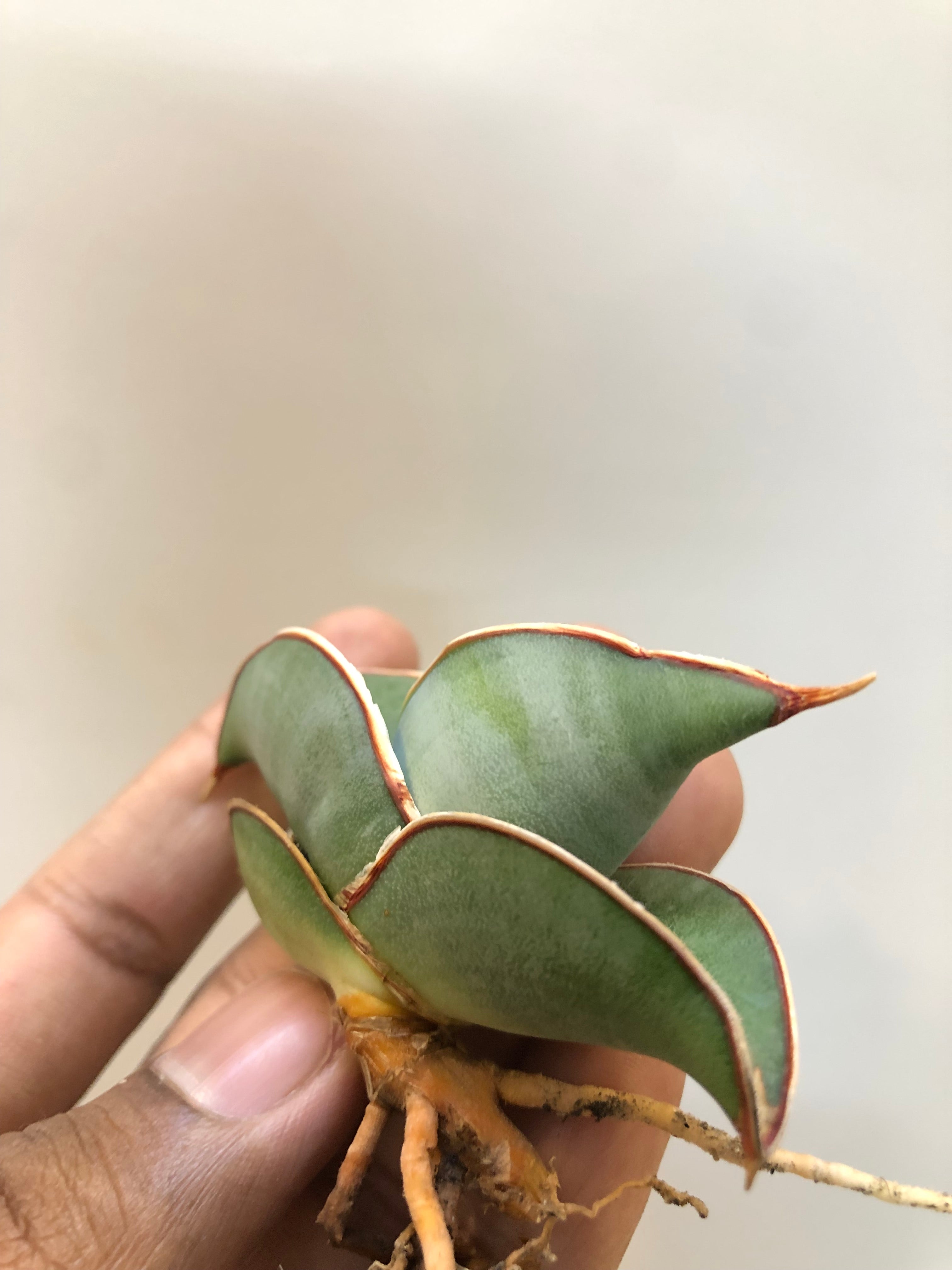Sansevieria BANANA