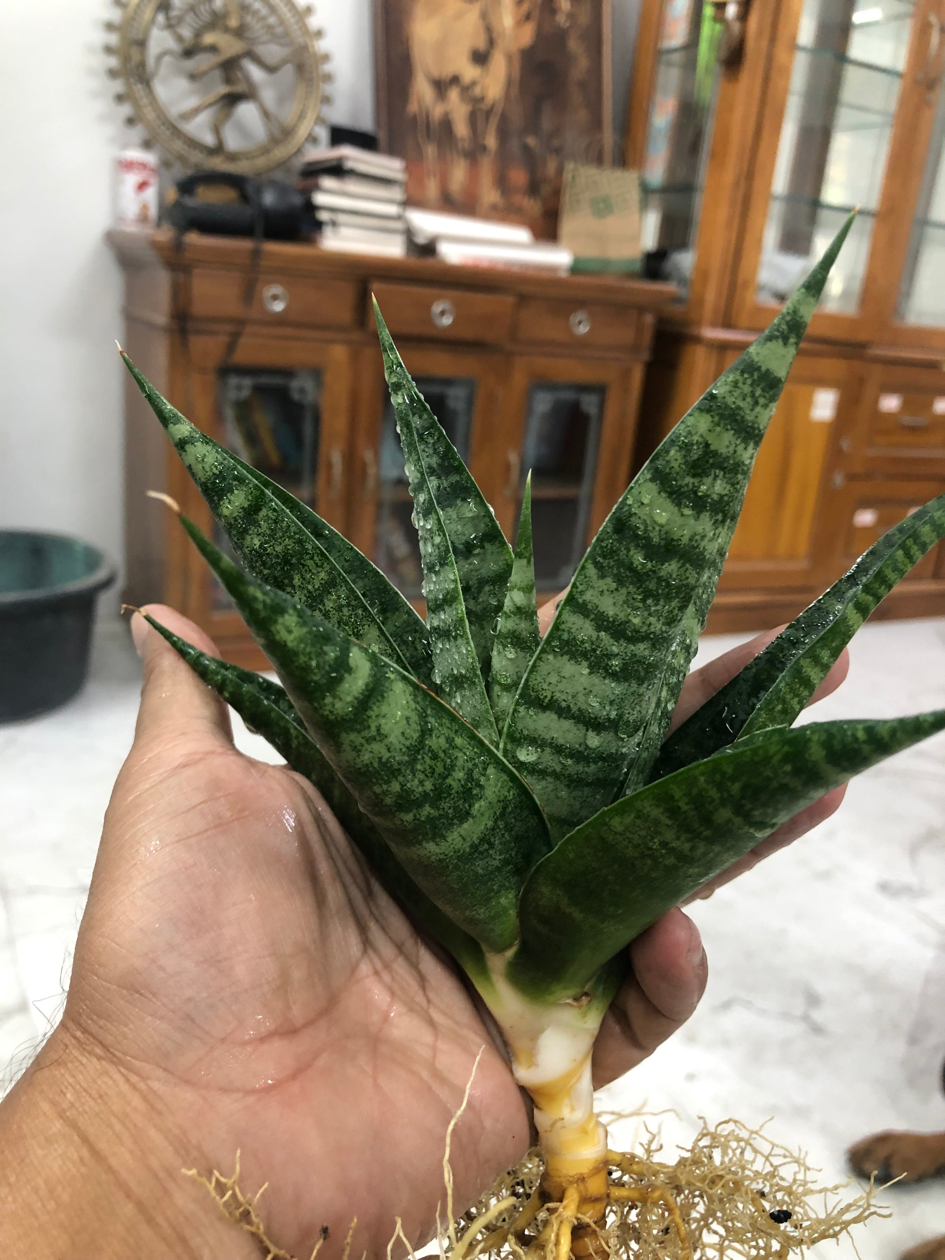 Sansevieria VALI