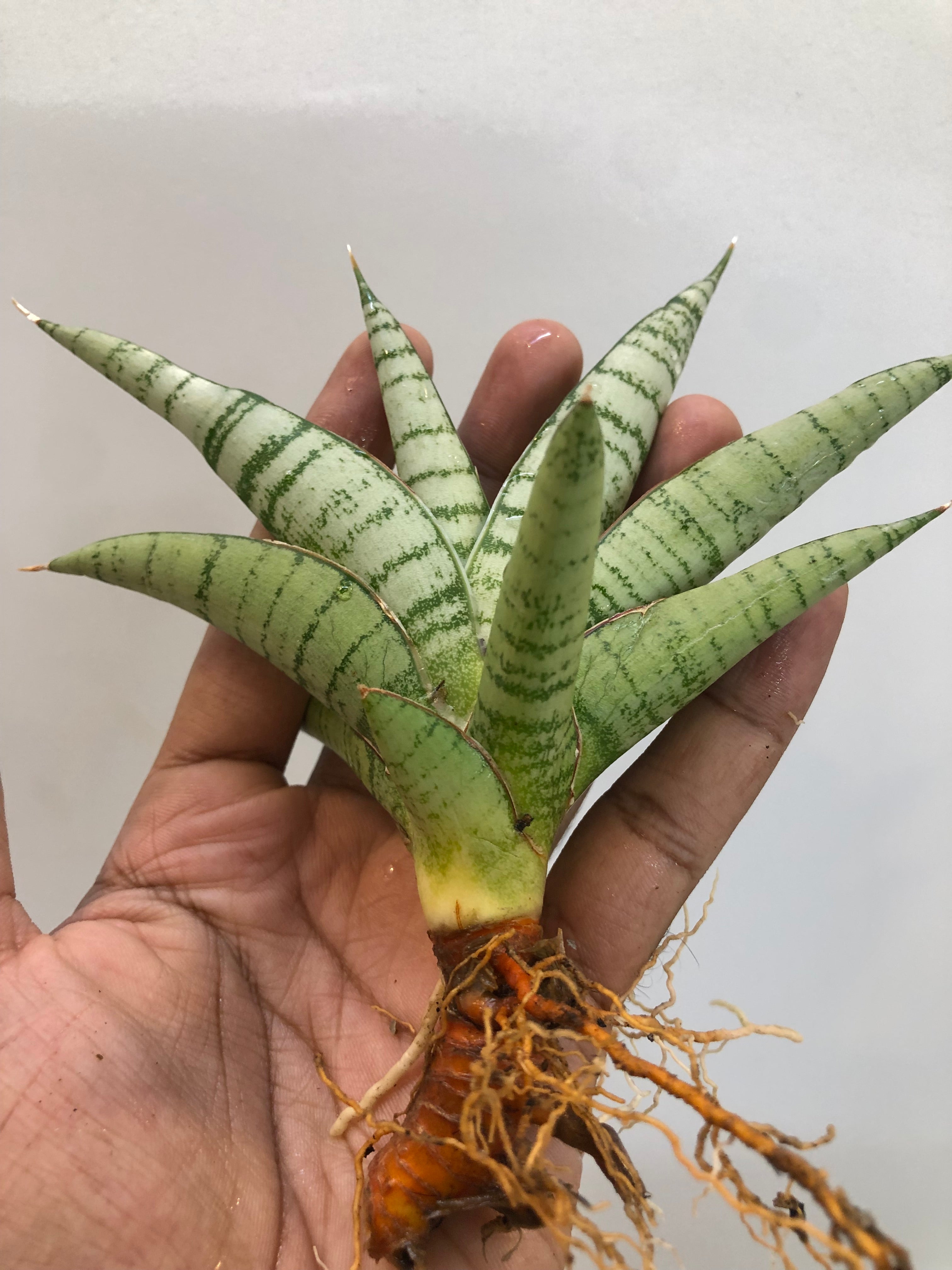 Sansevieria HANOMAN