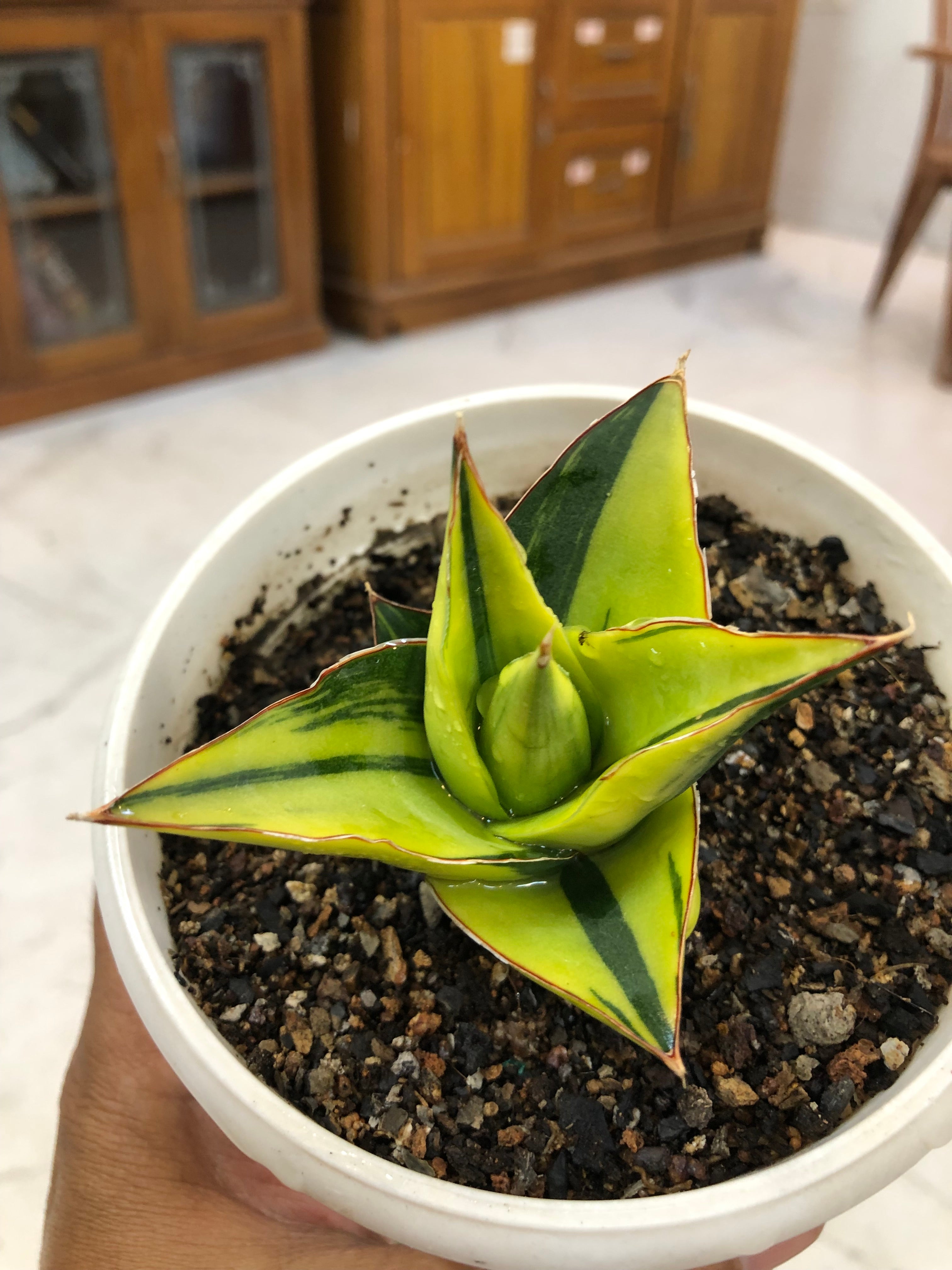 Sansevieria TOWER BLUE