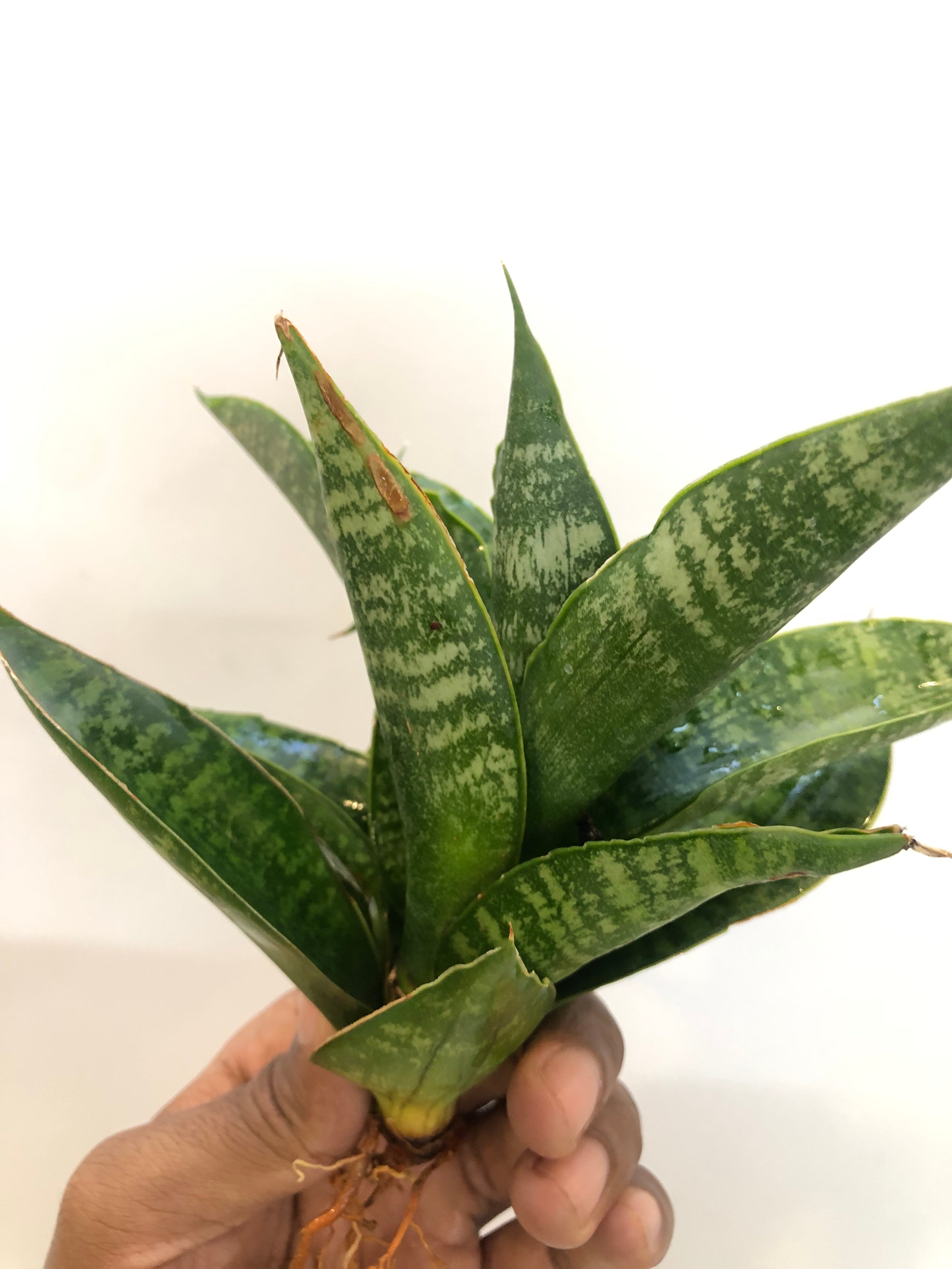Sansevieria SINTA (THATS HOW MATA SITA IS ADDRESSED IN INDONESIA)