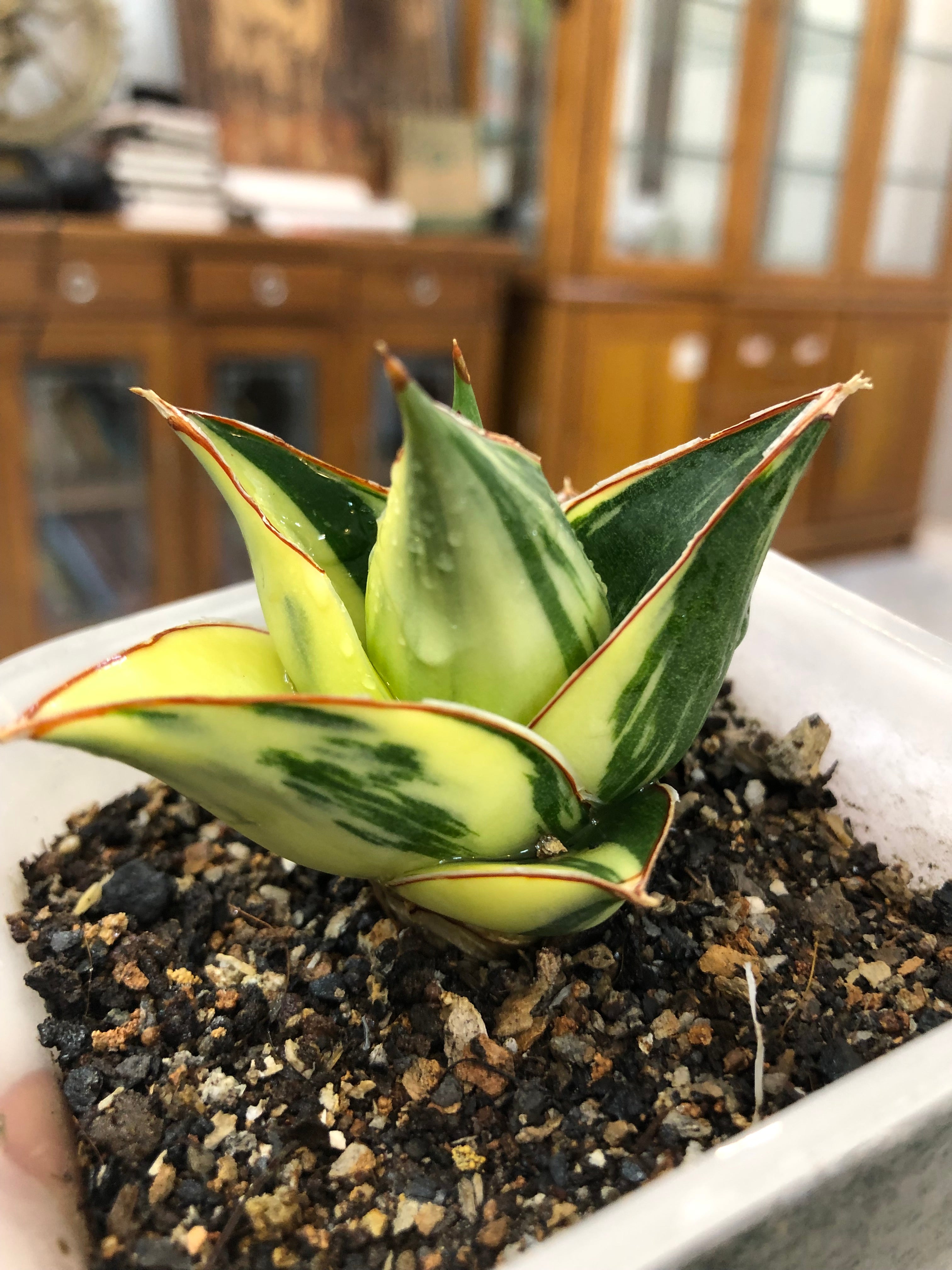 Sansevieria TOWER BLUE VARIEGATED WHITE