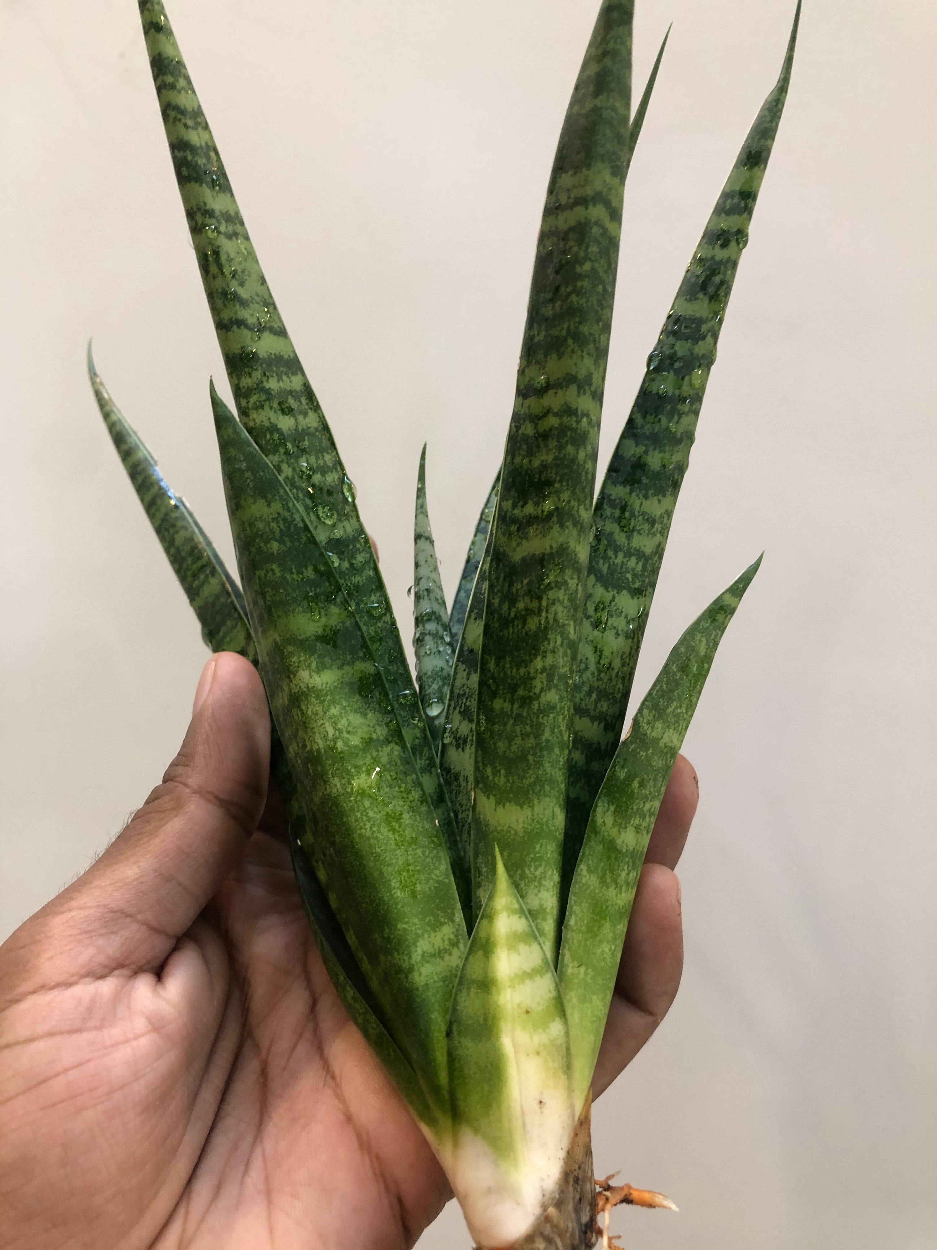 Sansevieria CHAIYO