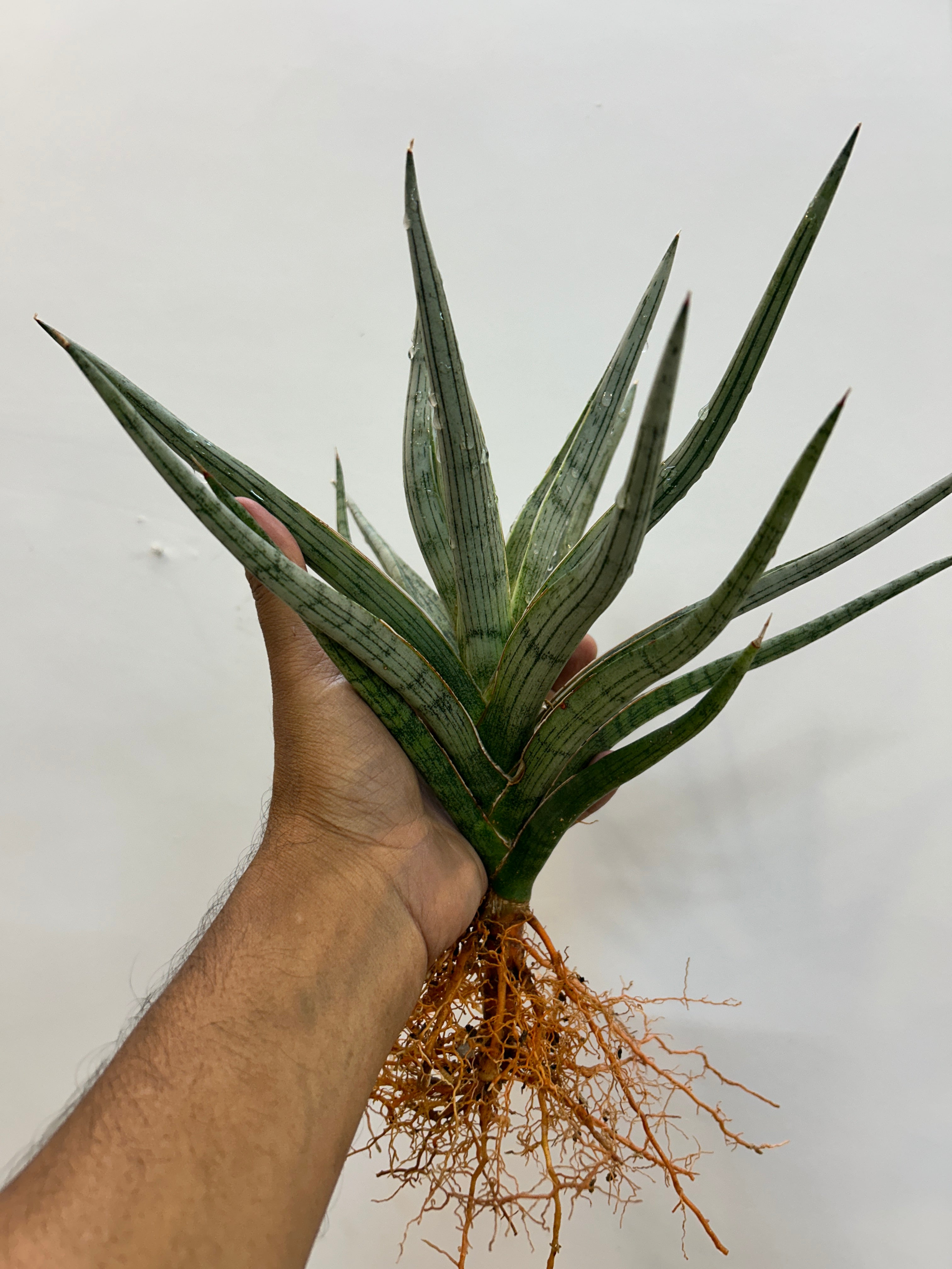 Sansevieria MANDALIKA Specimen