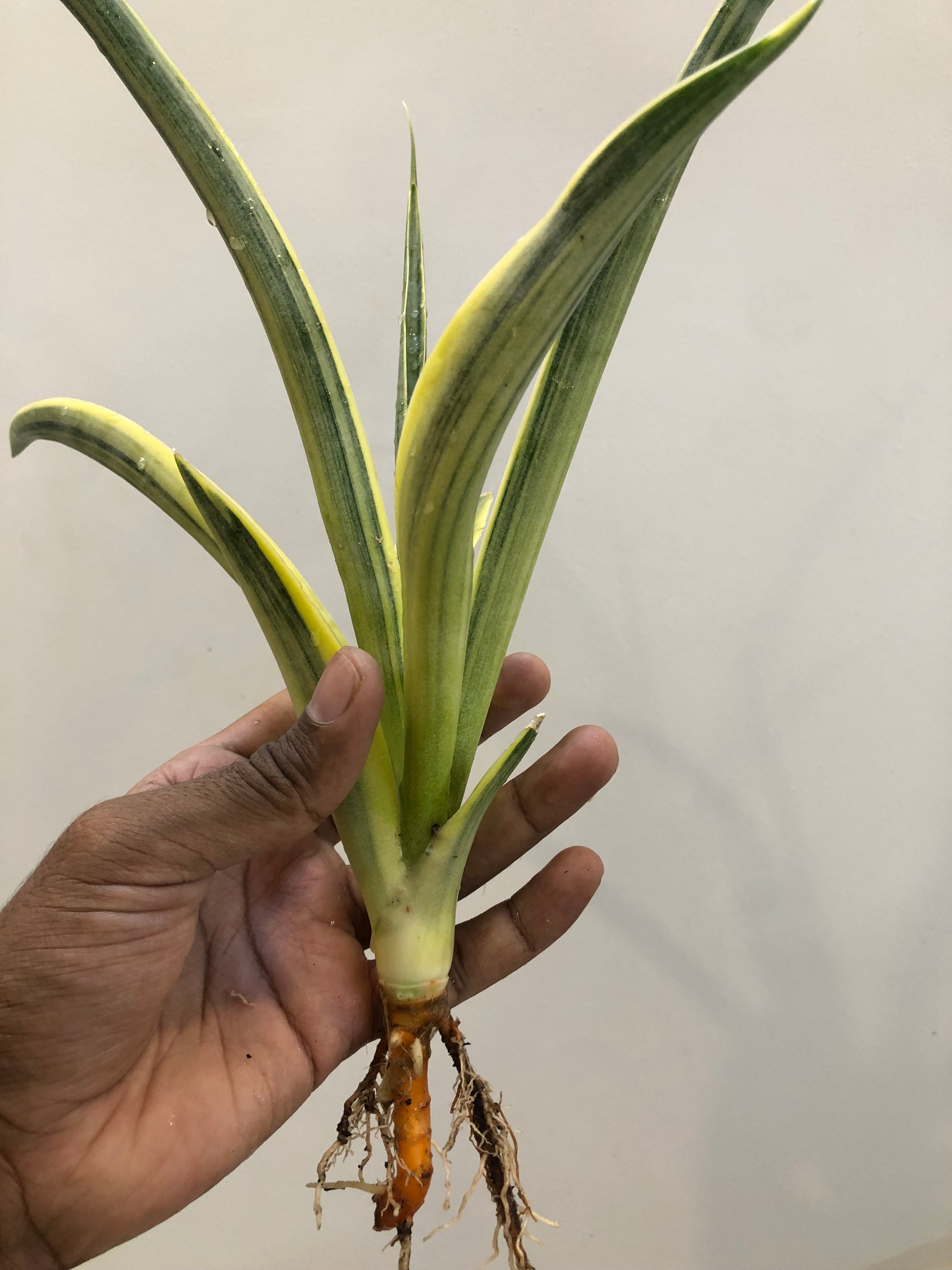 Sansevieria UGANDA VAR