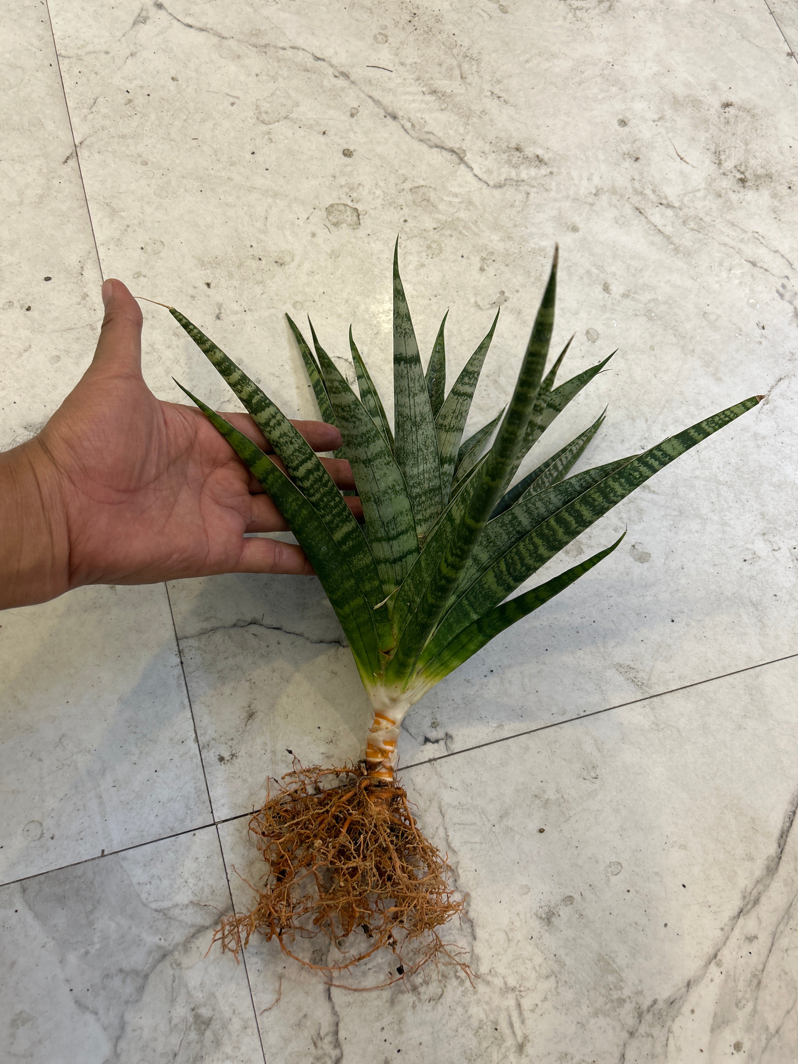 Sansevieria CHAIYO