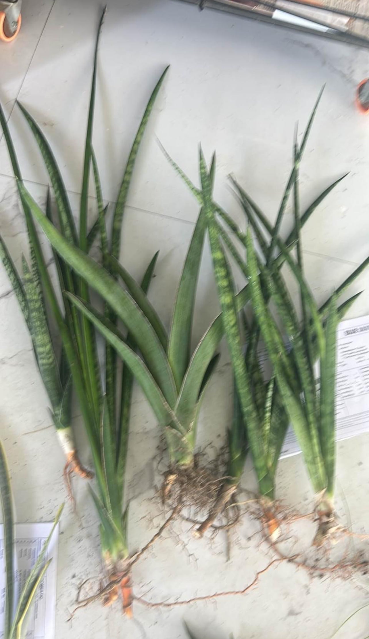 Sansevieria Large Plants Combo #113