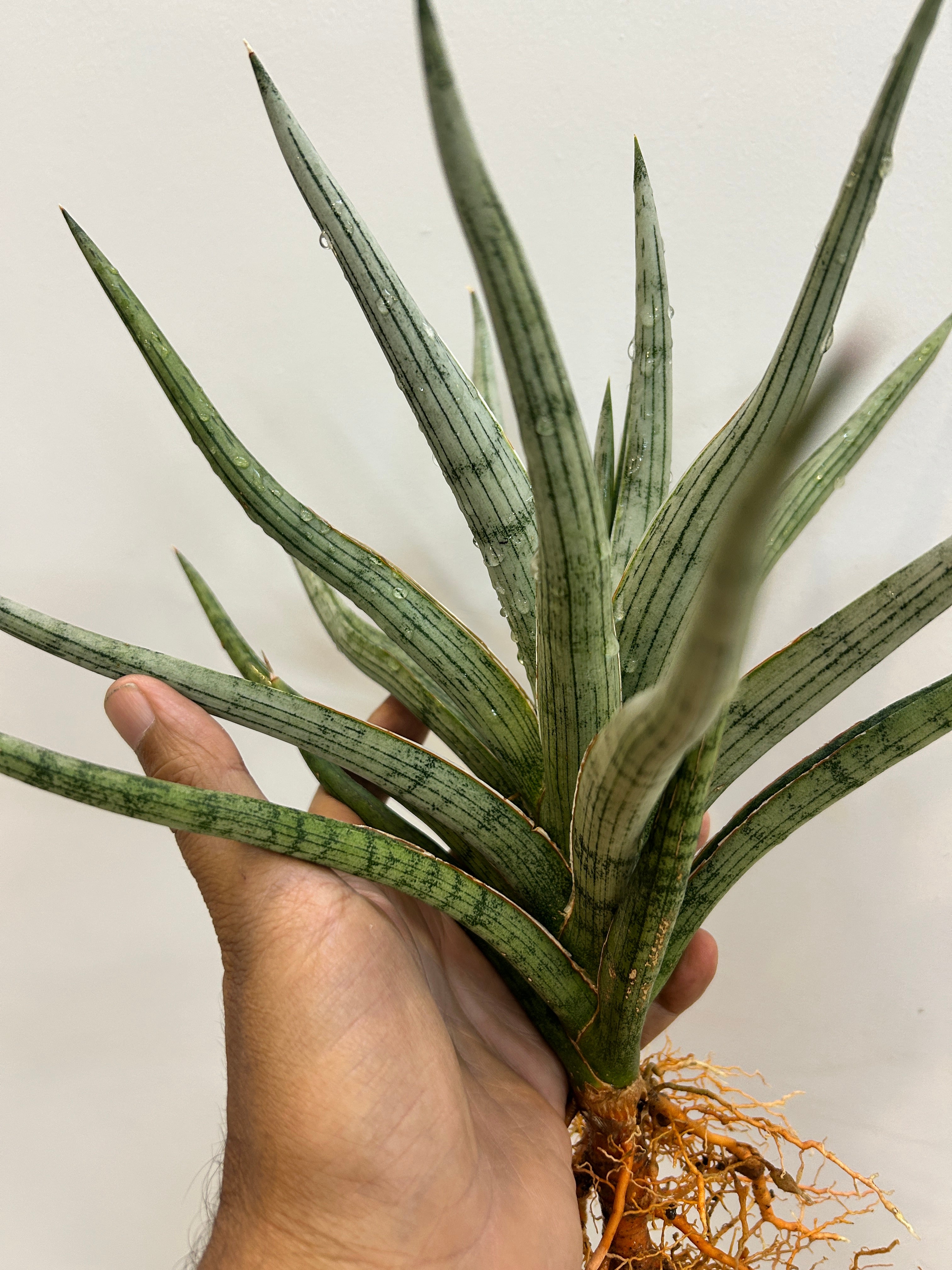 Sansevieria MANDALIKA Specimen