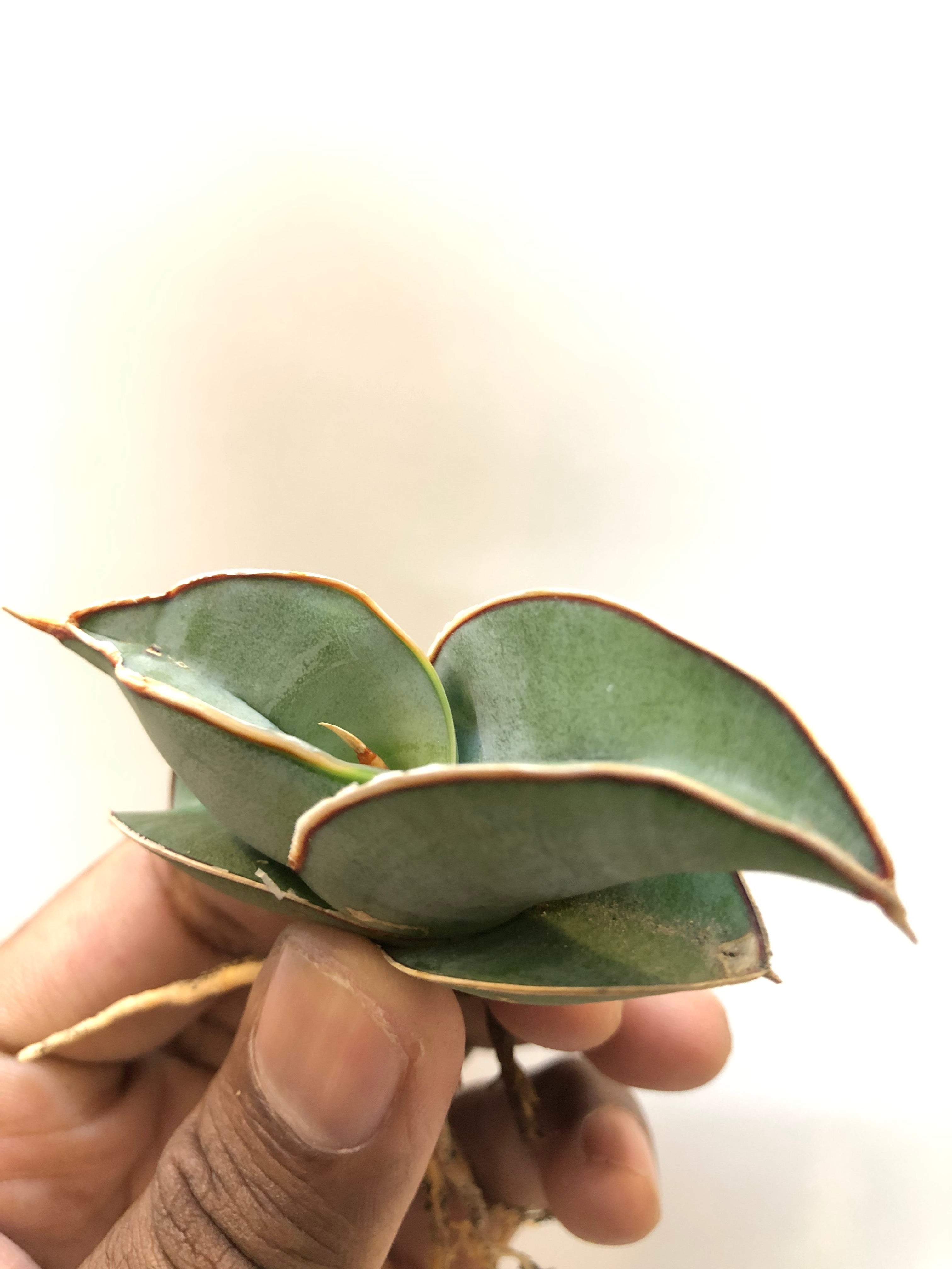 Sansevieria BANANA