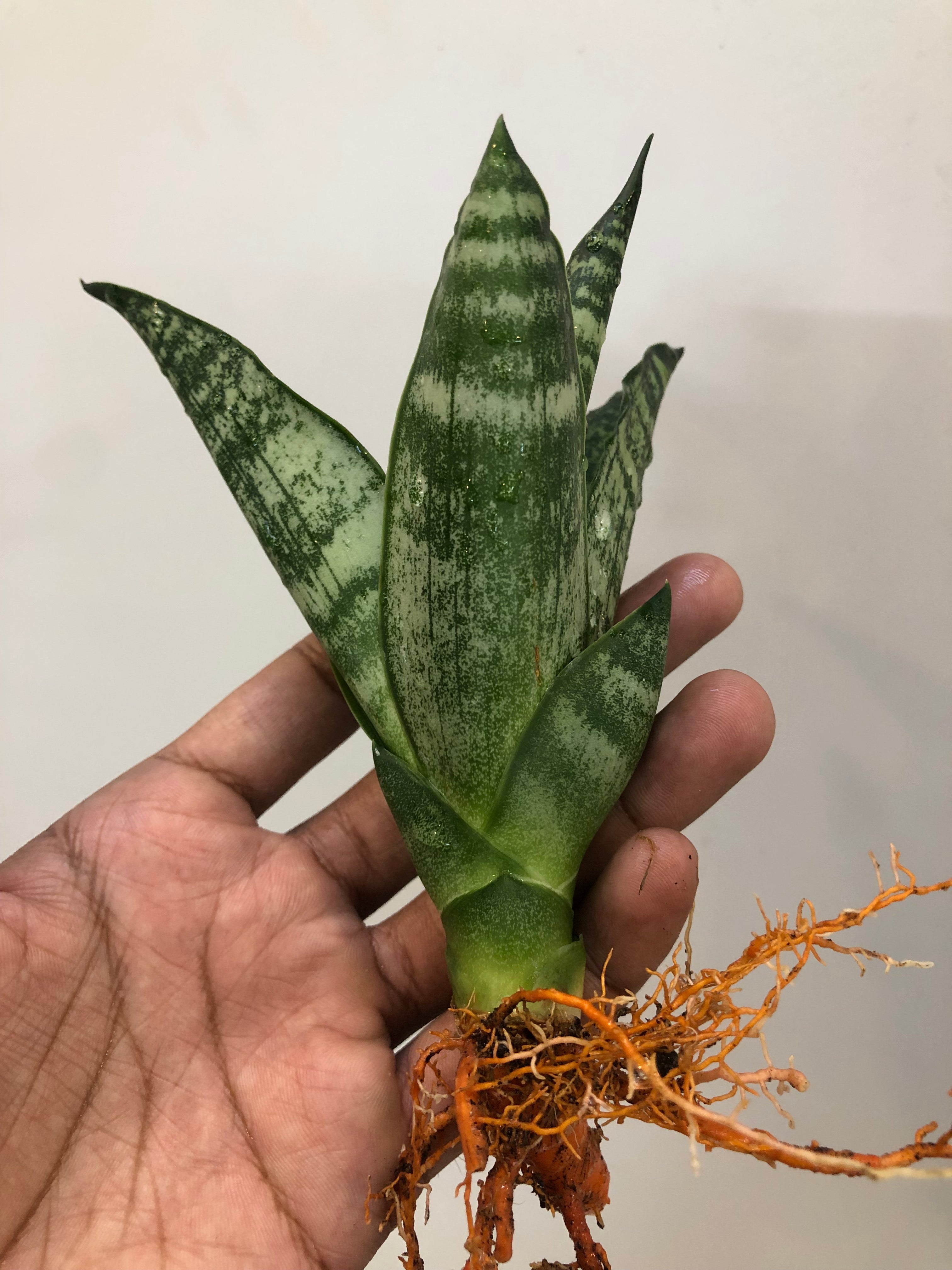 Sansevieria BLACK HORSE