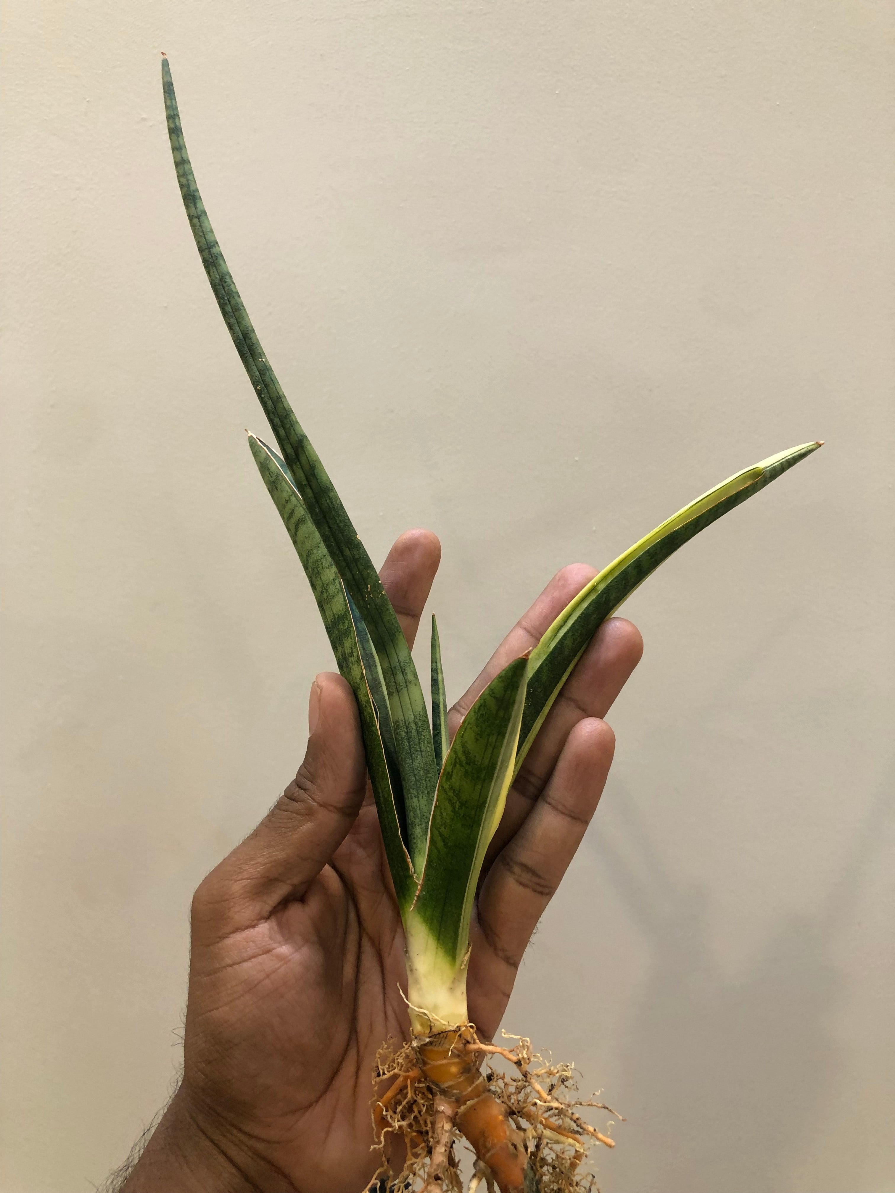 Sansevieria BANDIPUR WHITE VAR