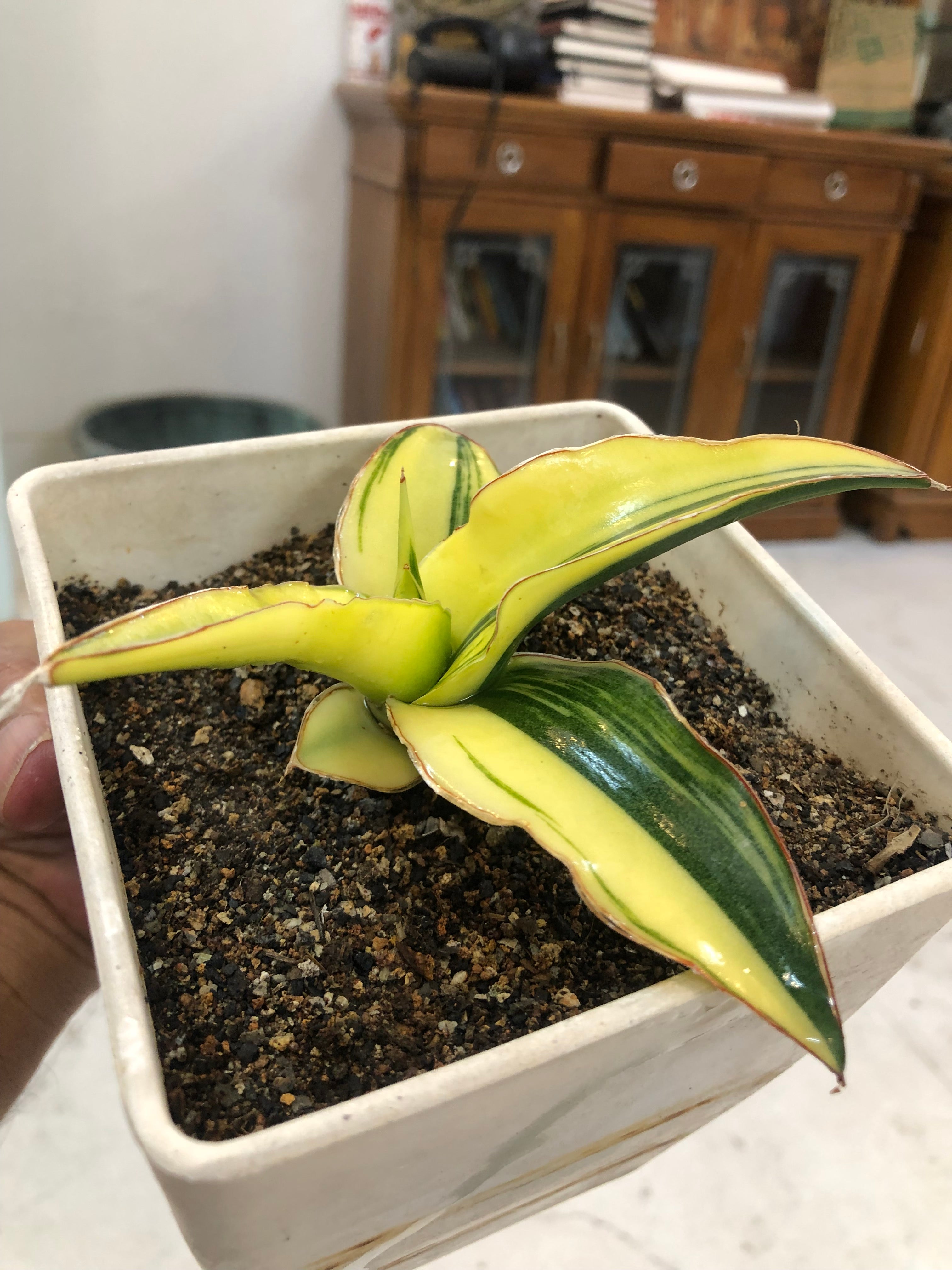 Sansevieria GANESHA VARIEGATED
