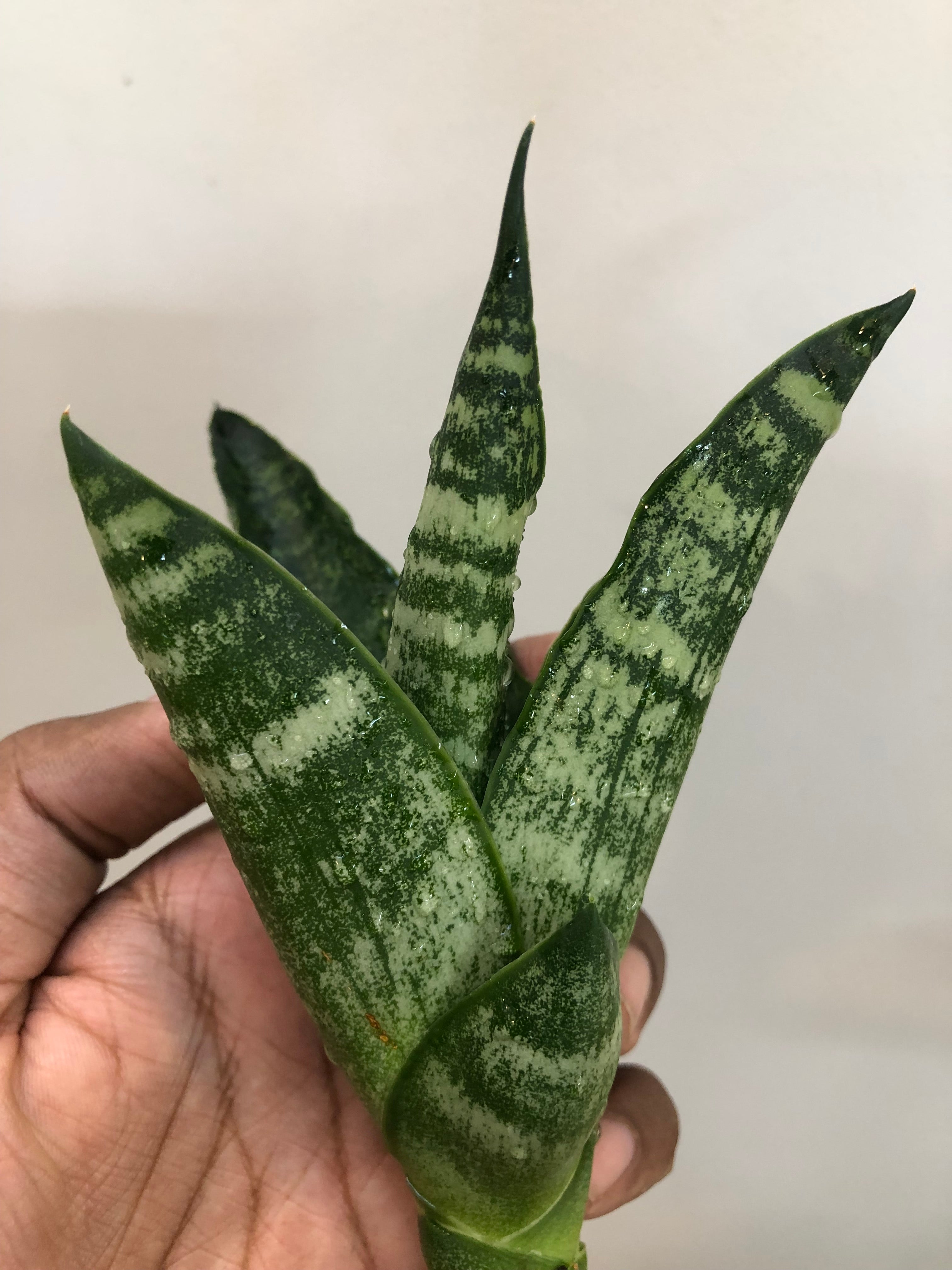 Sansevieria BLACK HORSE