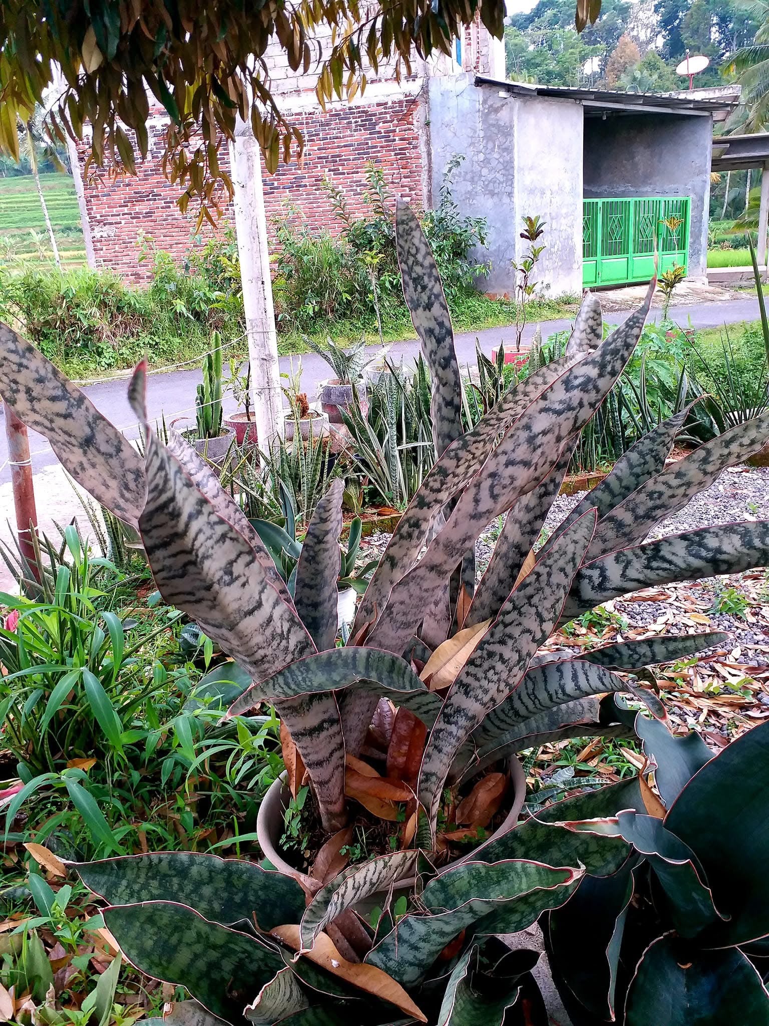 Sansevieria Hybrid MARFUAH