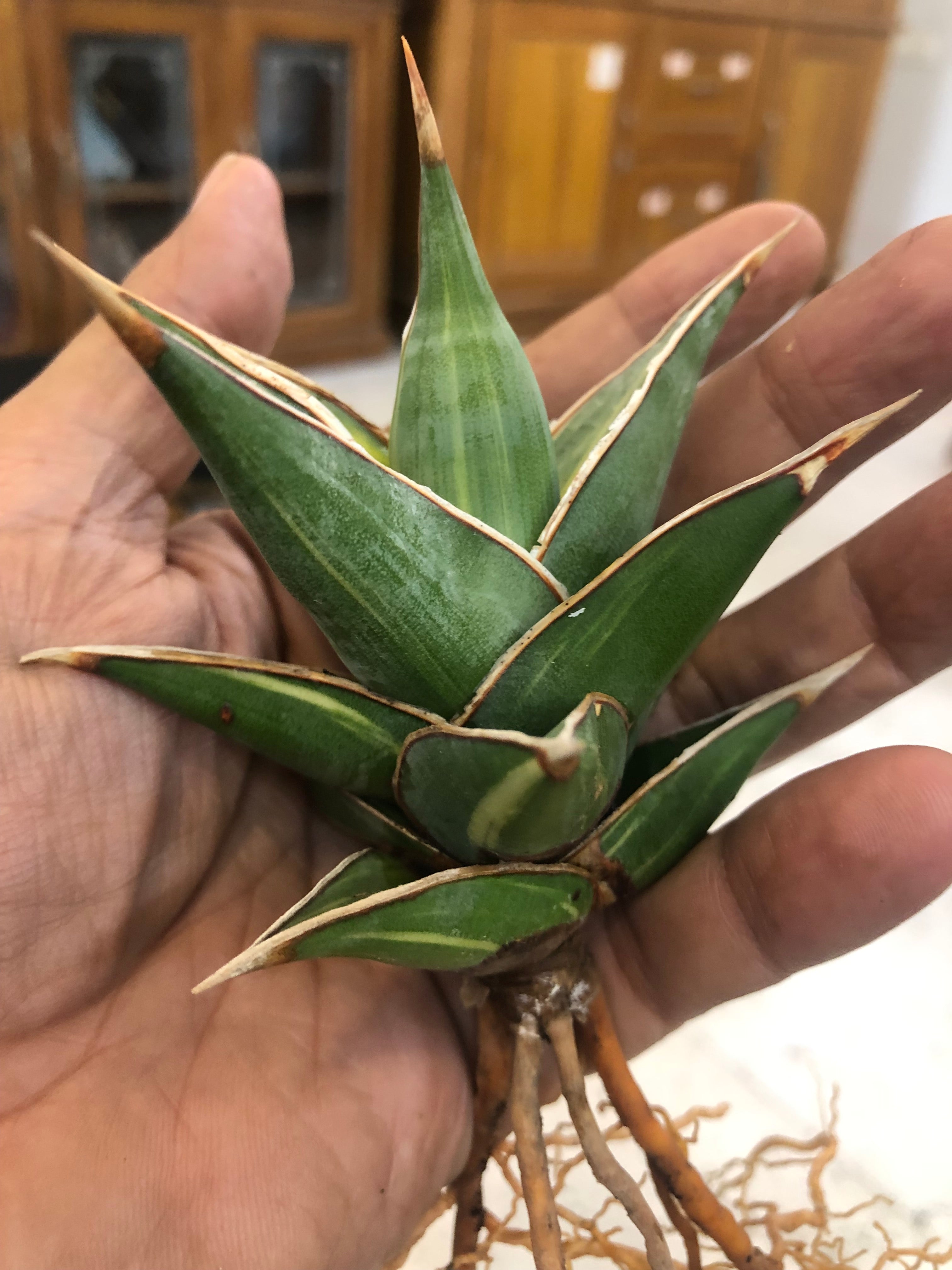 Sansevieria PINGUICULA VARIEGATED