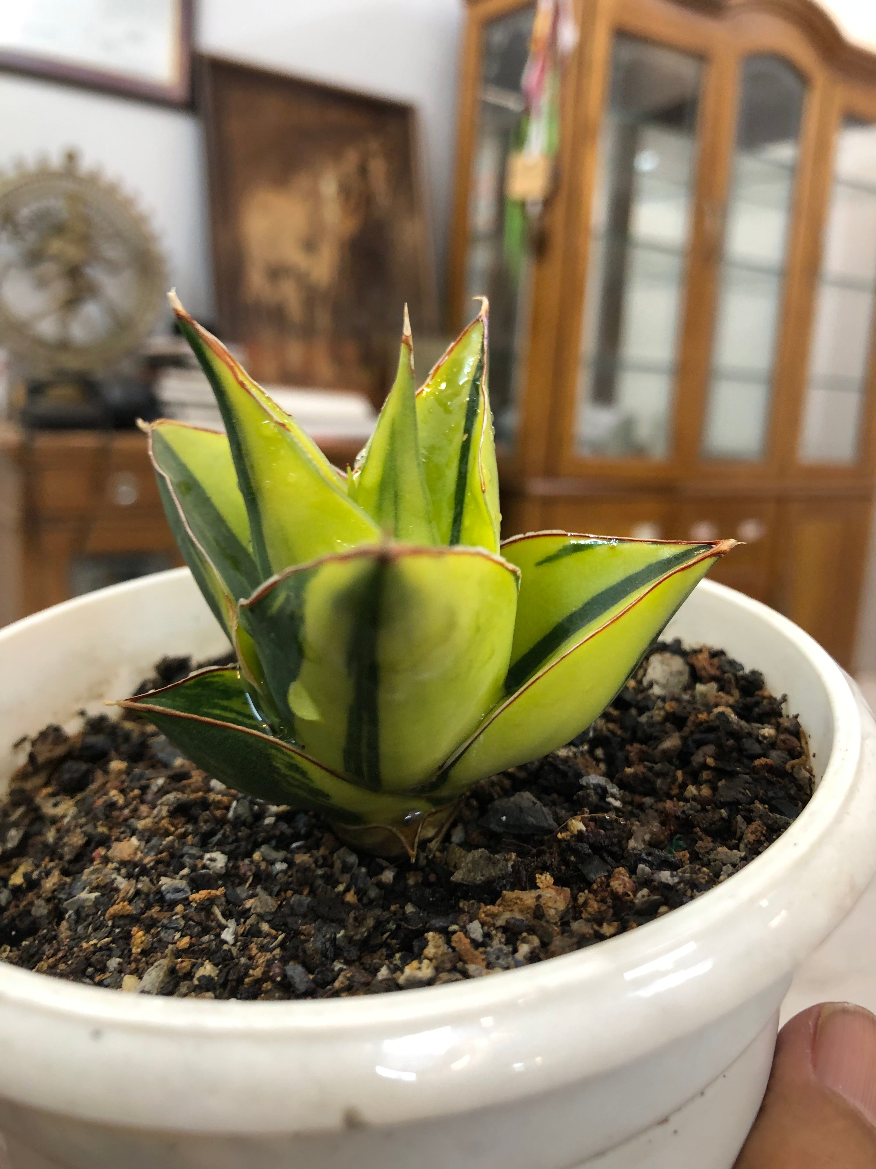 Sansevieria TOWER BLUE