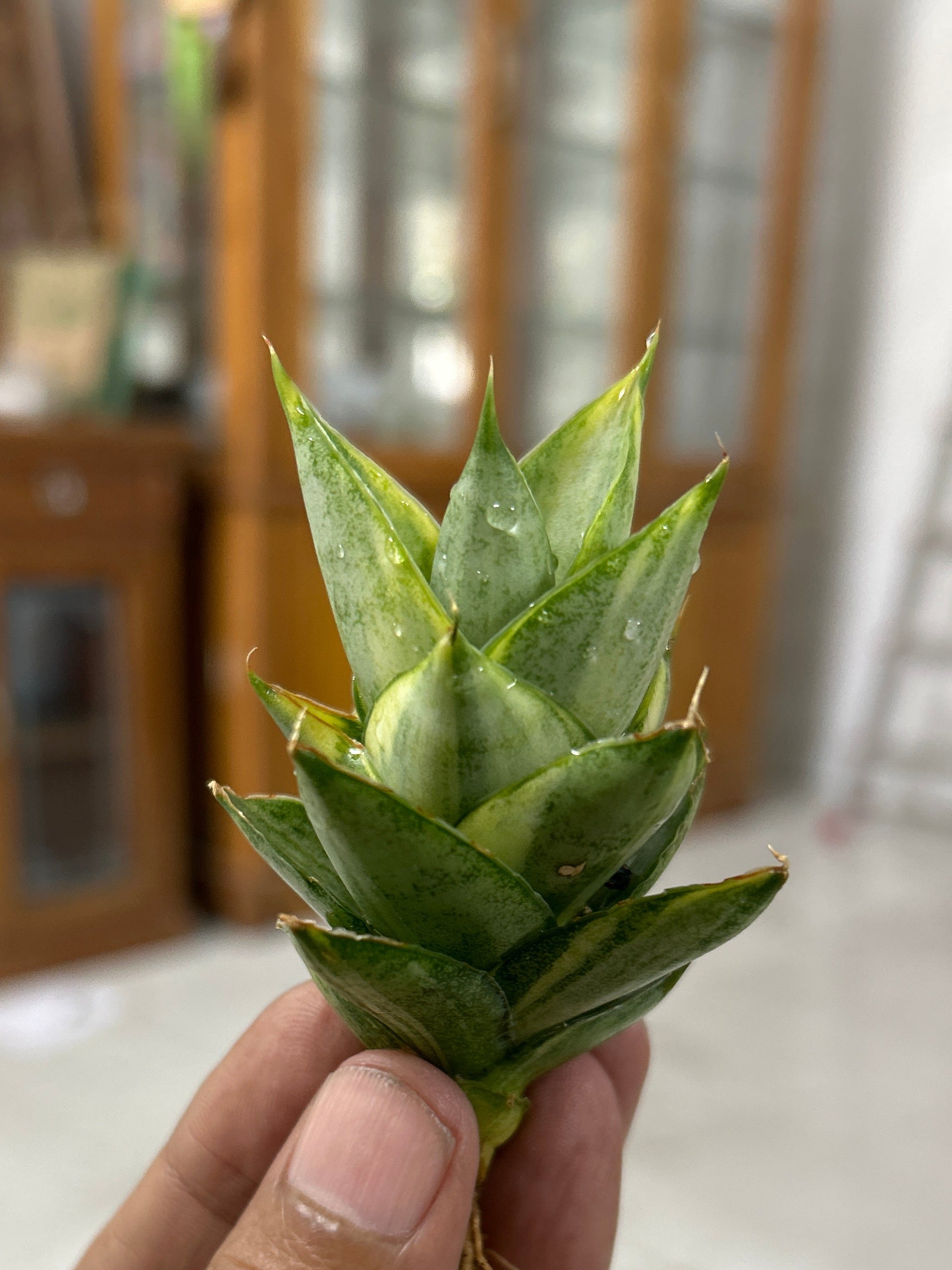 Sansevieria PAGODA VARIEGATED