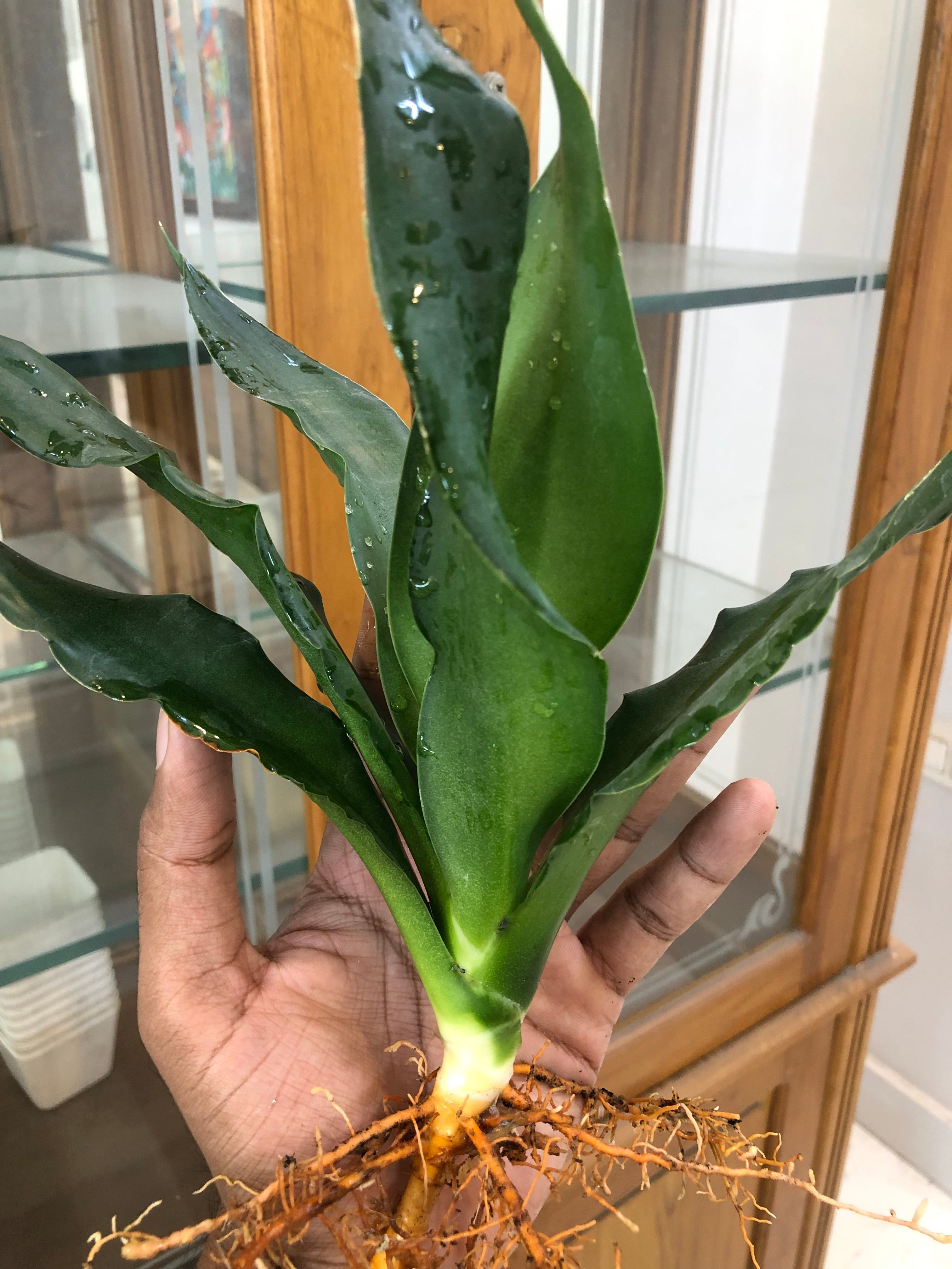 Sansevieria CHELOMITA