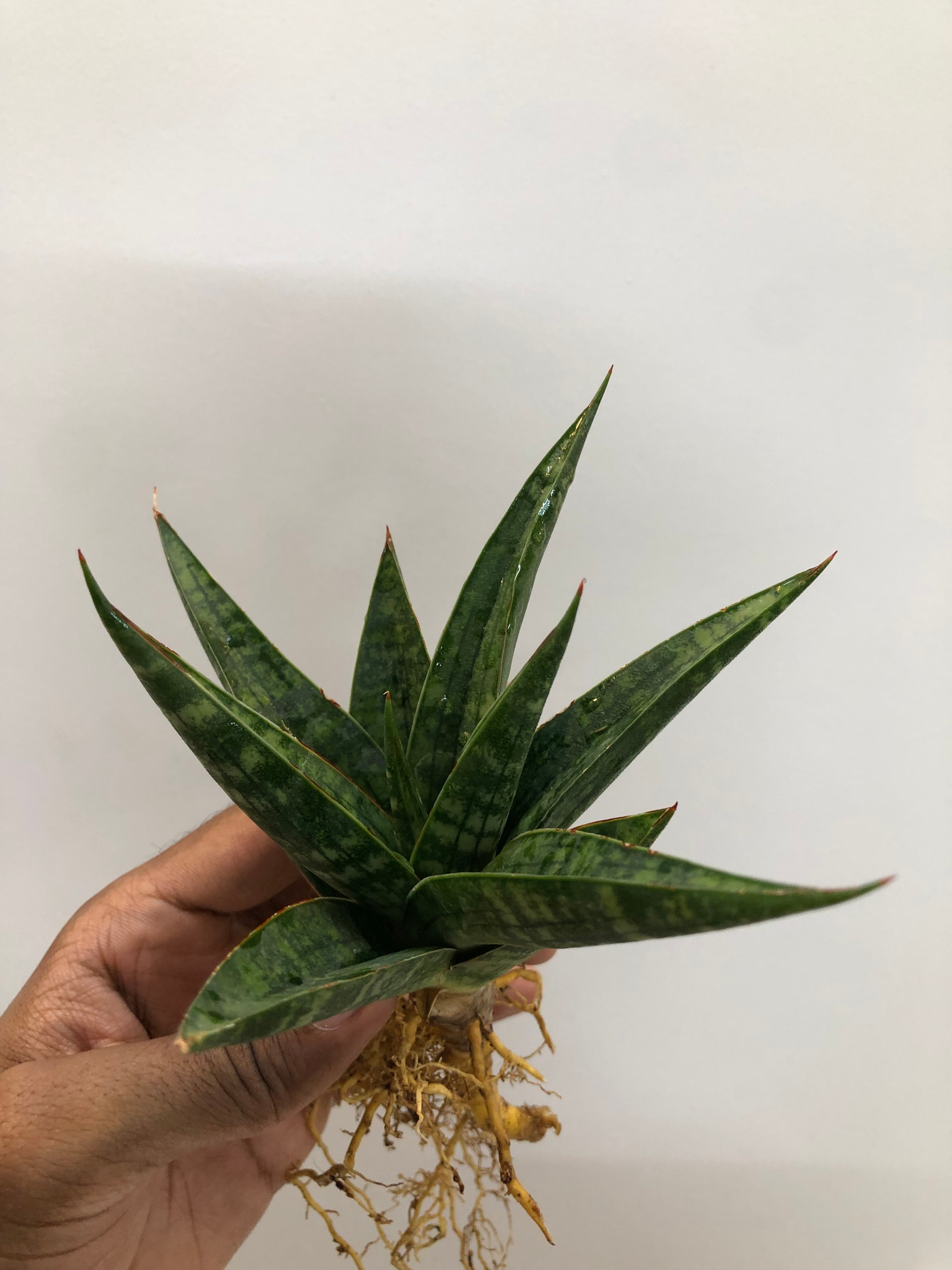 Sansevieria STAR GATE LARGE