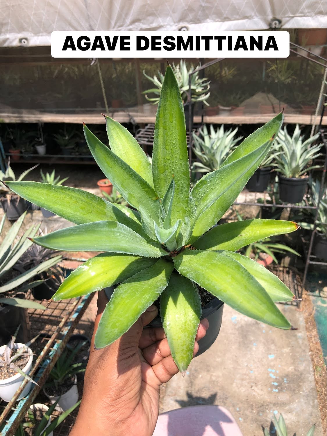COMBO NO. 31 : COMBO OF 2 AGAVES